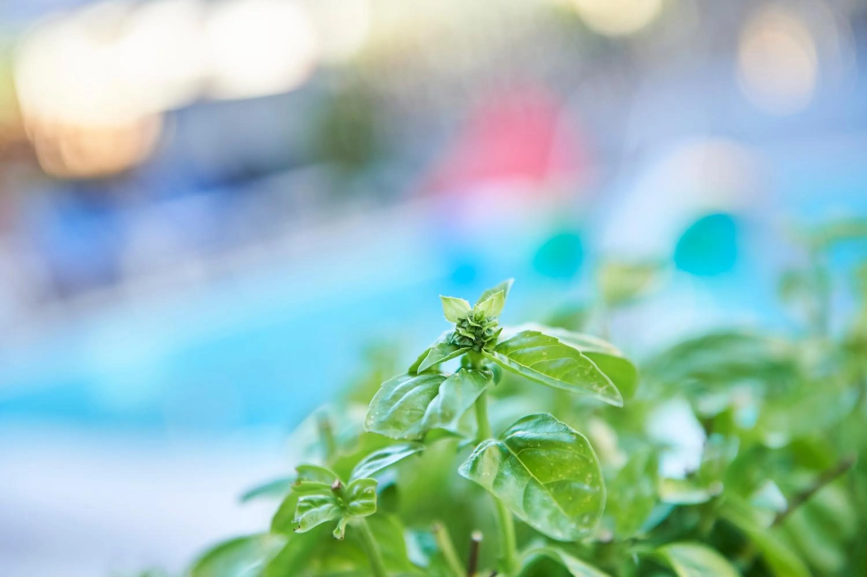 Garden in Hotel A Casa Nostra