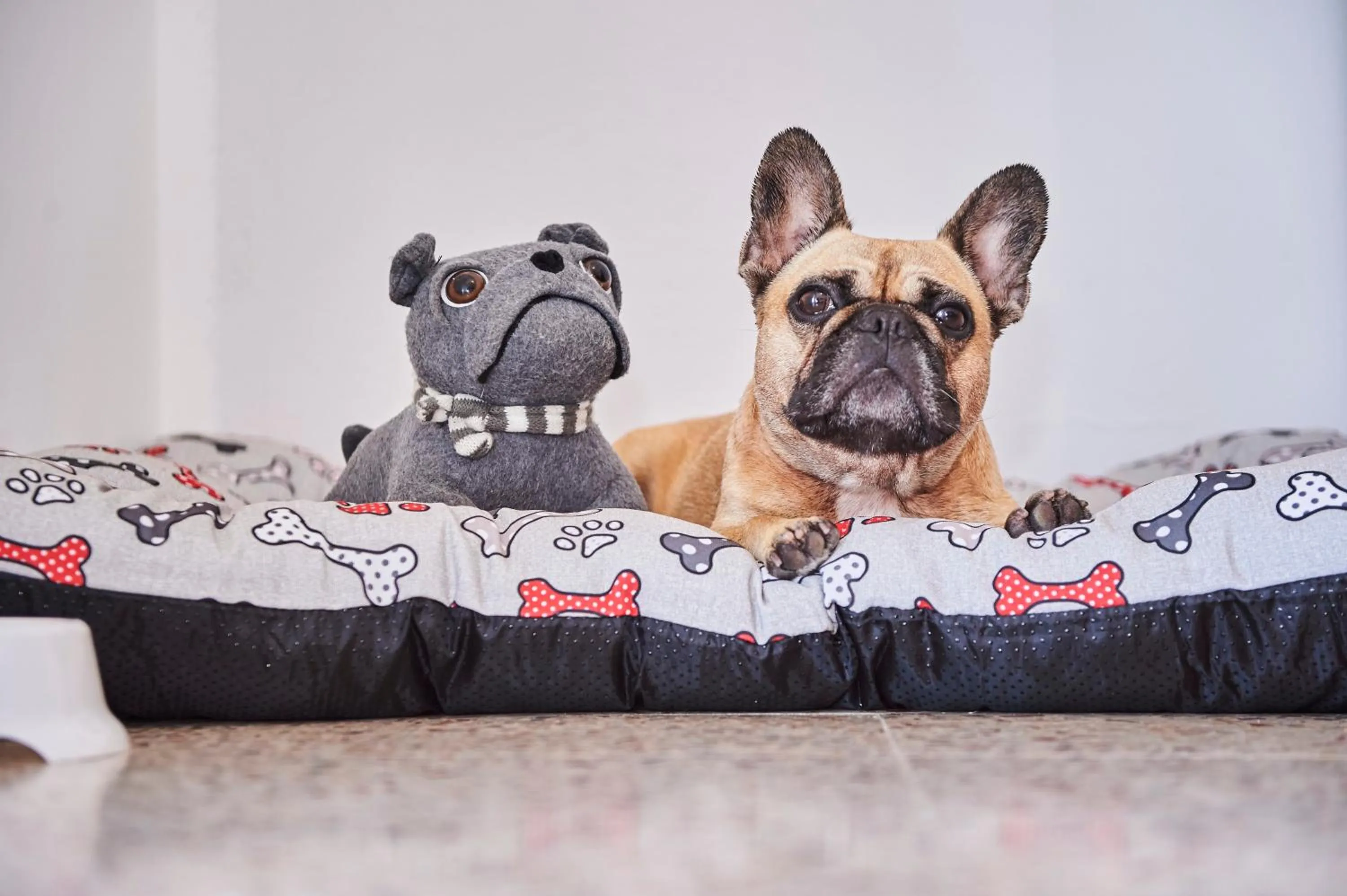 Pets in Hotel A Casa Nostra