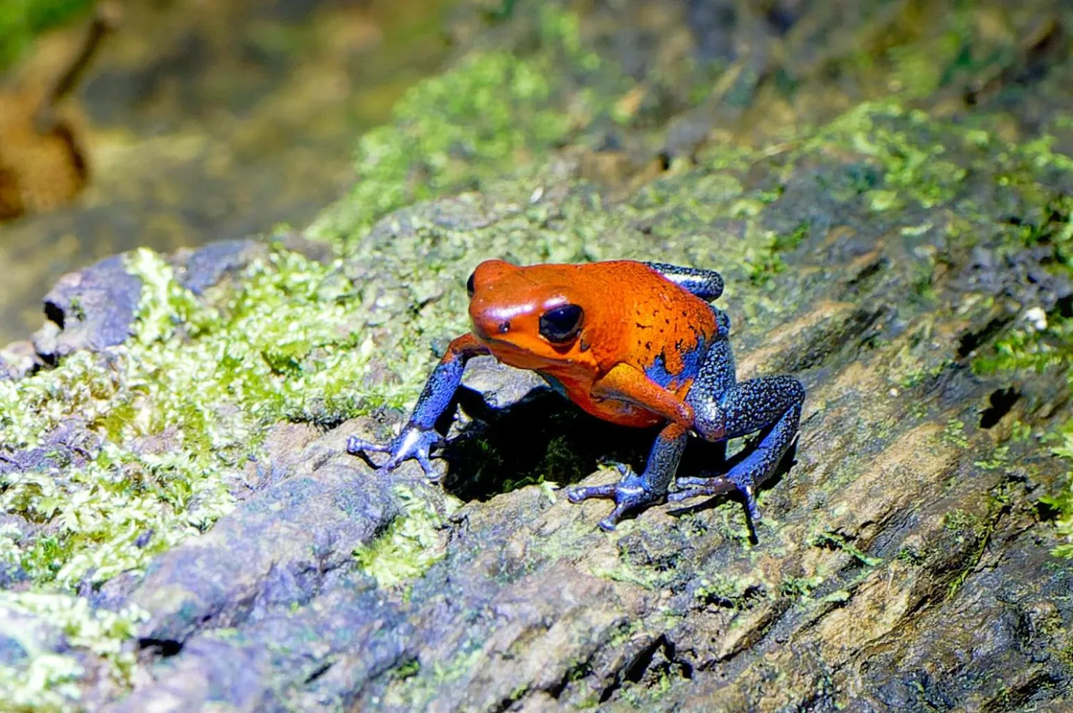 Activities in Maquenque Lodge