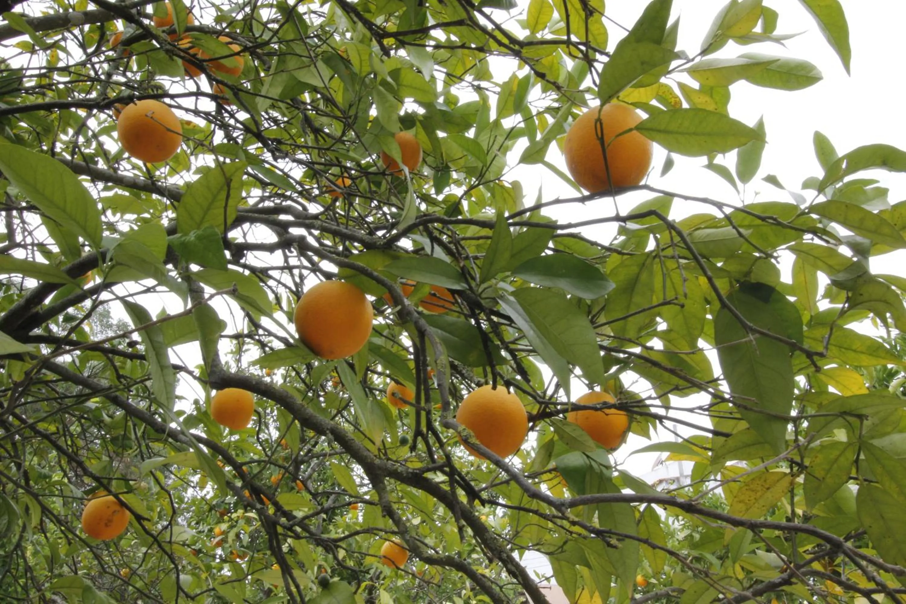 Vila Sodré Guest House