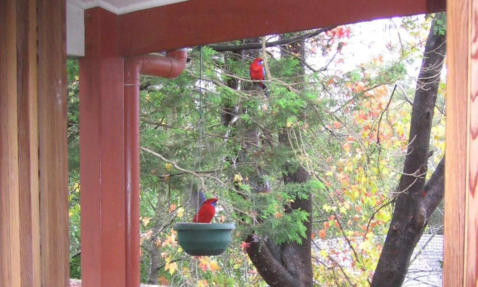 Garden in Bowral Road Art Gallery Bed and Breakfast