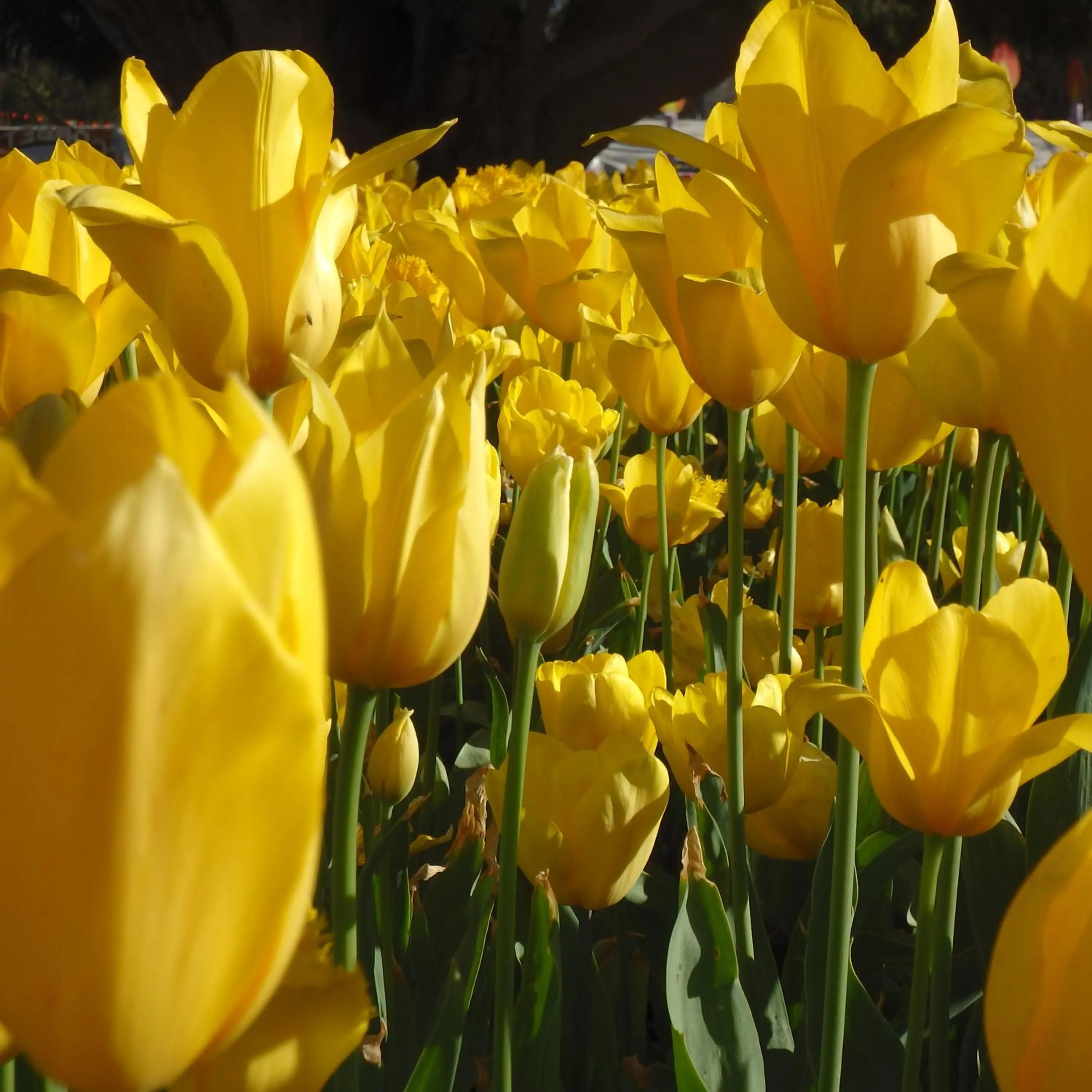 Area and facilities in Bowral Road Art Gallery Bed and Breakfast