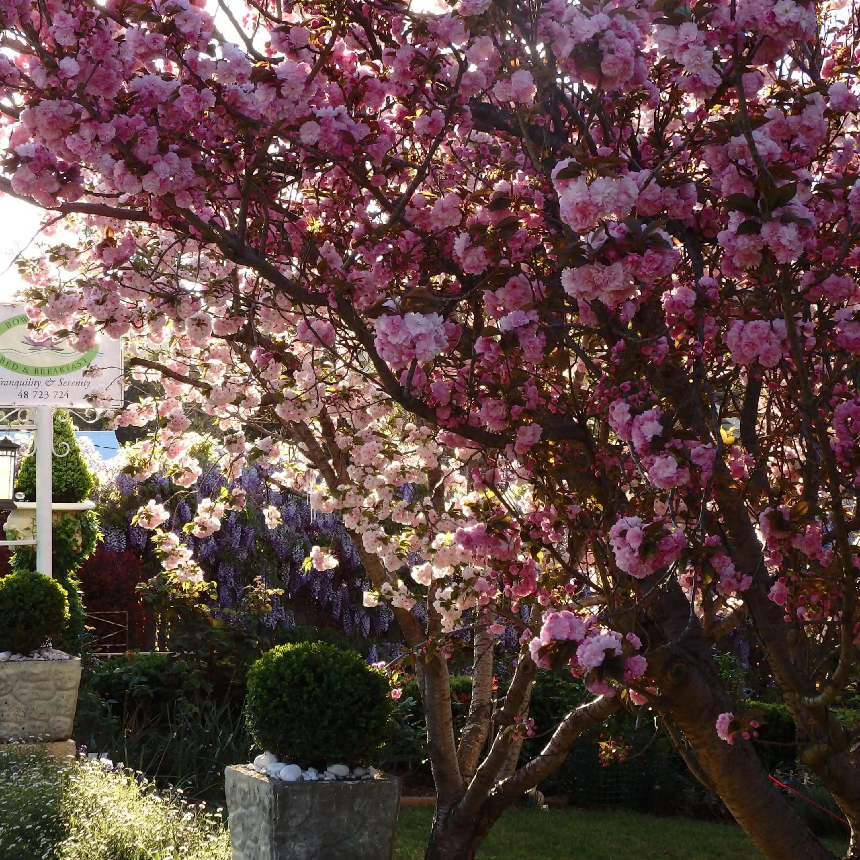 Garden in Bowral Road Art Gallery Bed and Breakfast