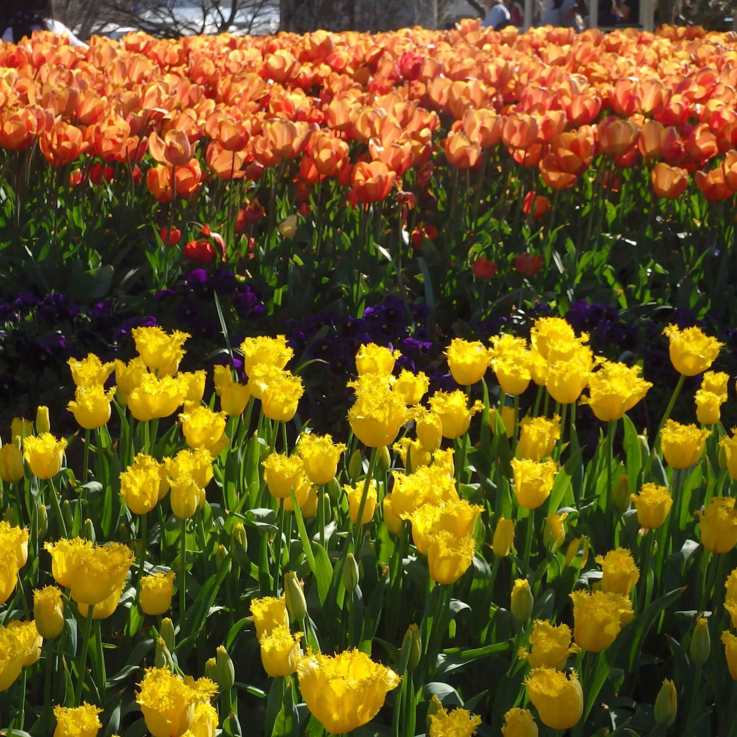 Area and facilities in Bowral Road Art Gallery Bed and Breakfast