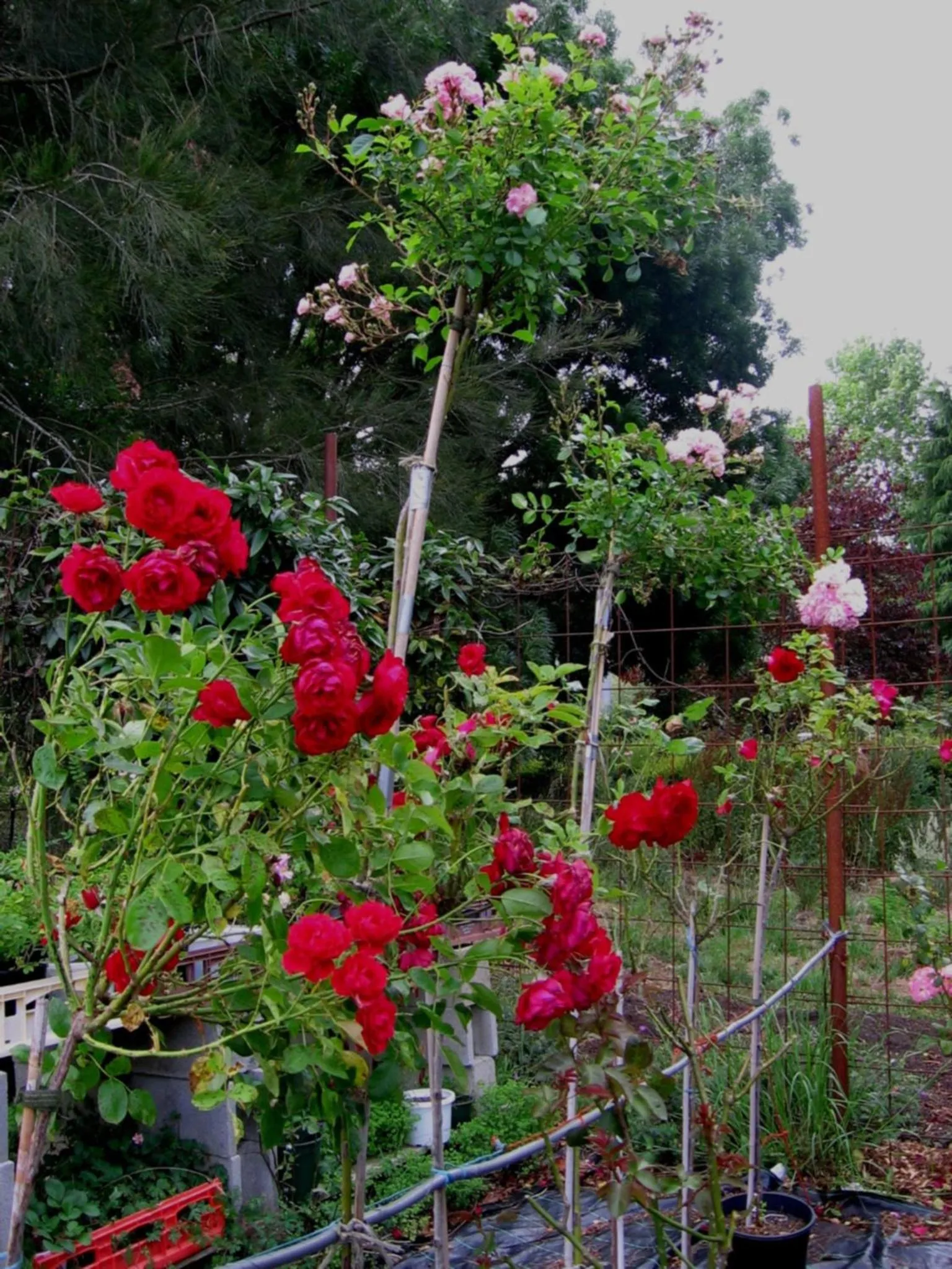 Garden in Bowral Road Art Gallery Bed and Breakfast