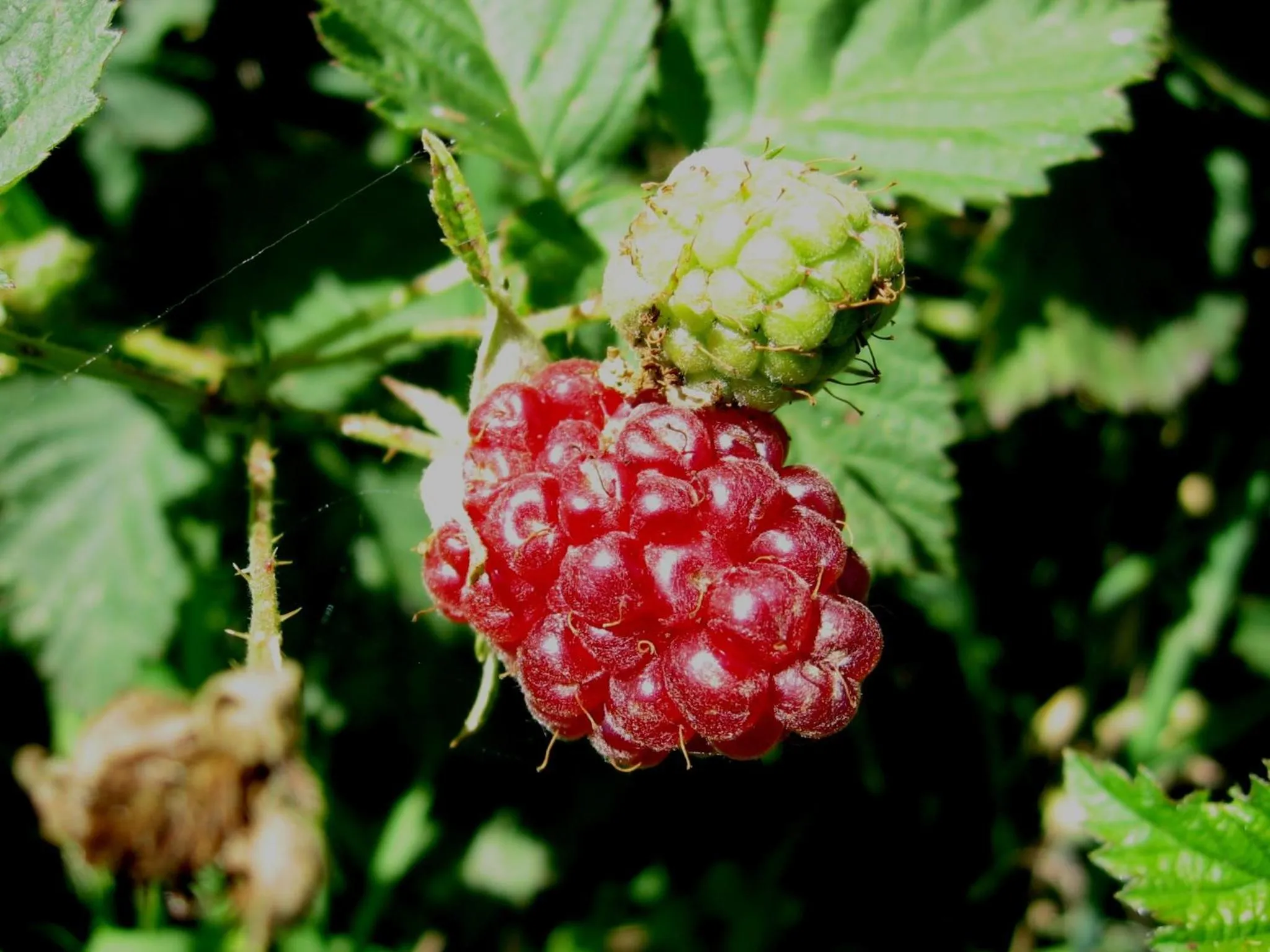 Area and facilities in Bowral Road Art Gallery Bed and Breakfast