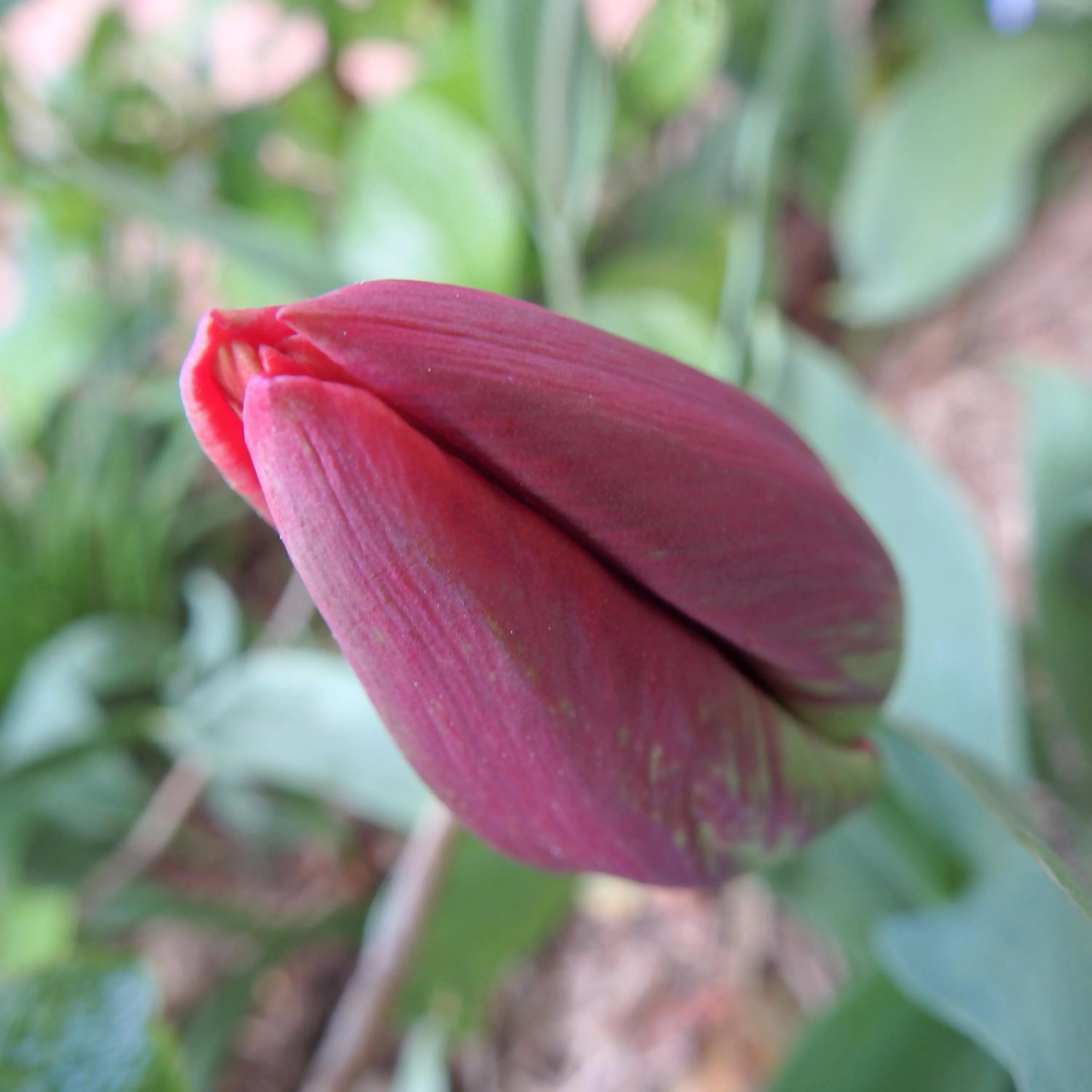Garden in Bowral Road Art Gallery Bed and Breakfast