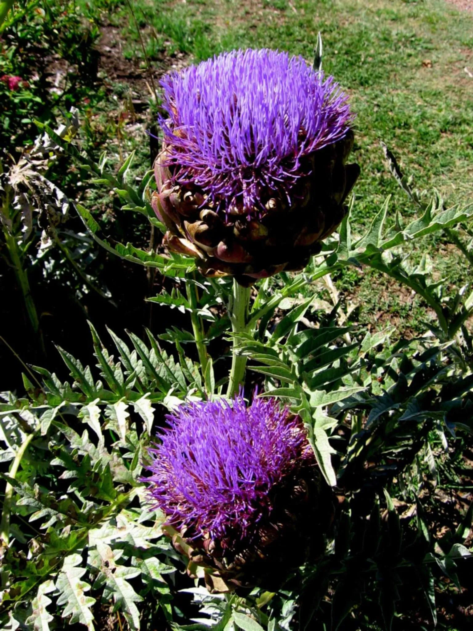 Garden in Bowral Road Art Gallery Bed and Breakfast