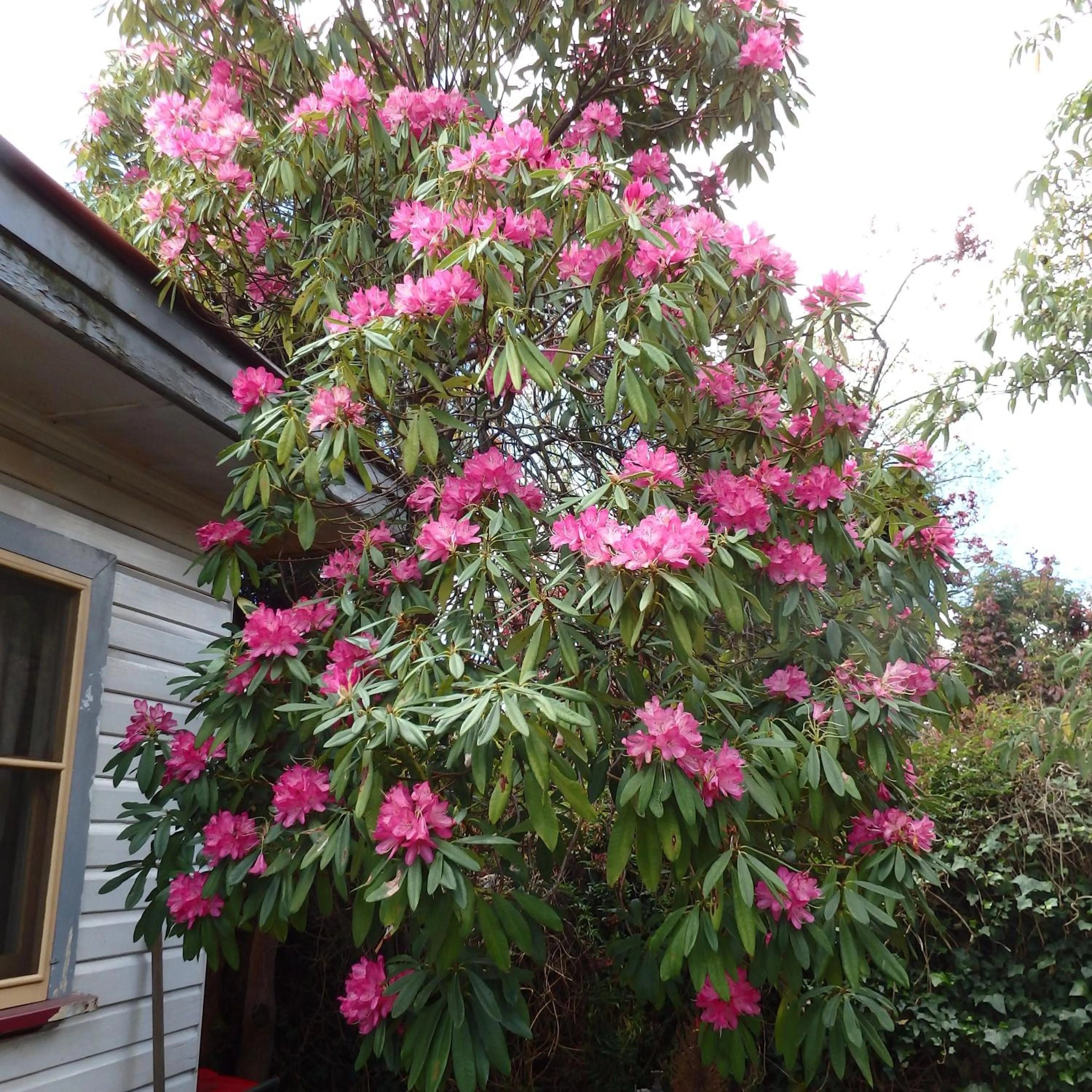 Garden in Bowral Road Art Gallery Bed and Breakfast
