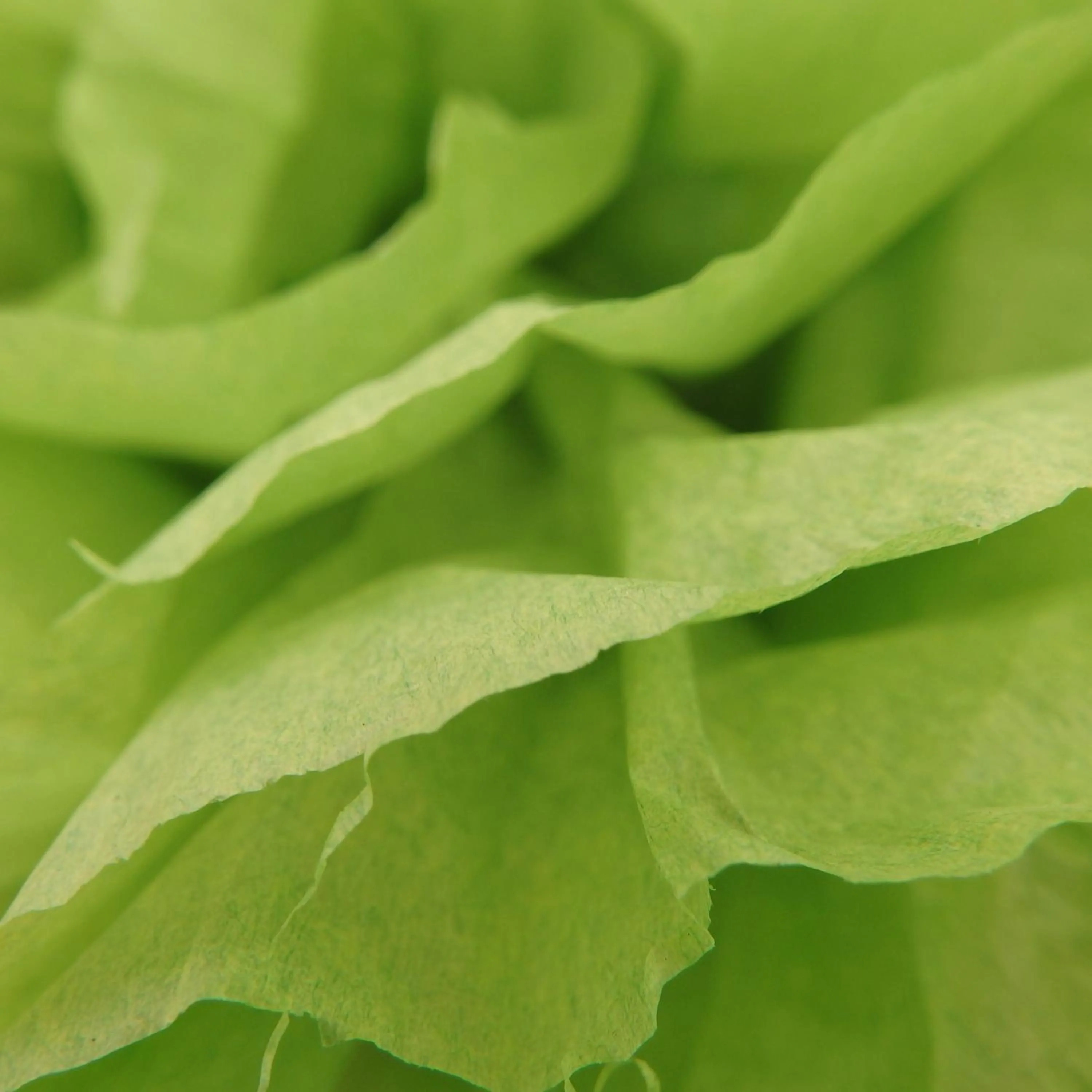 Garden in Bowral Road Art Gallery Bed and Breakfast
