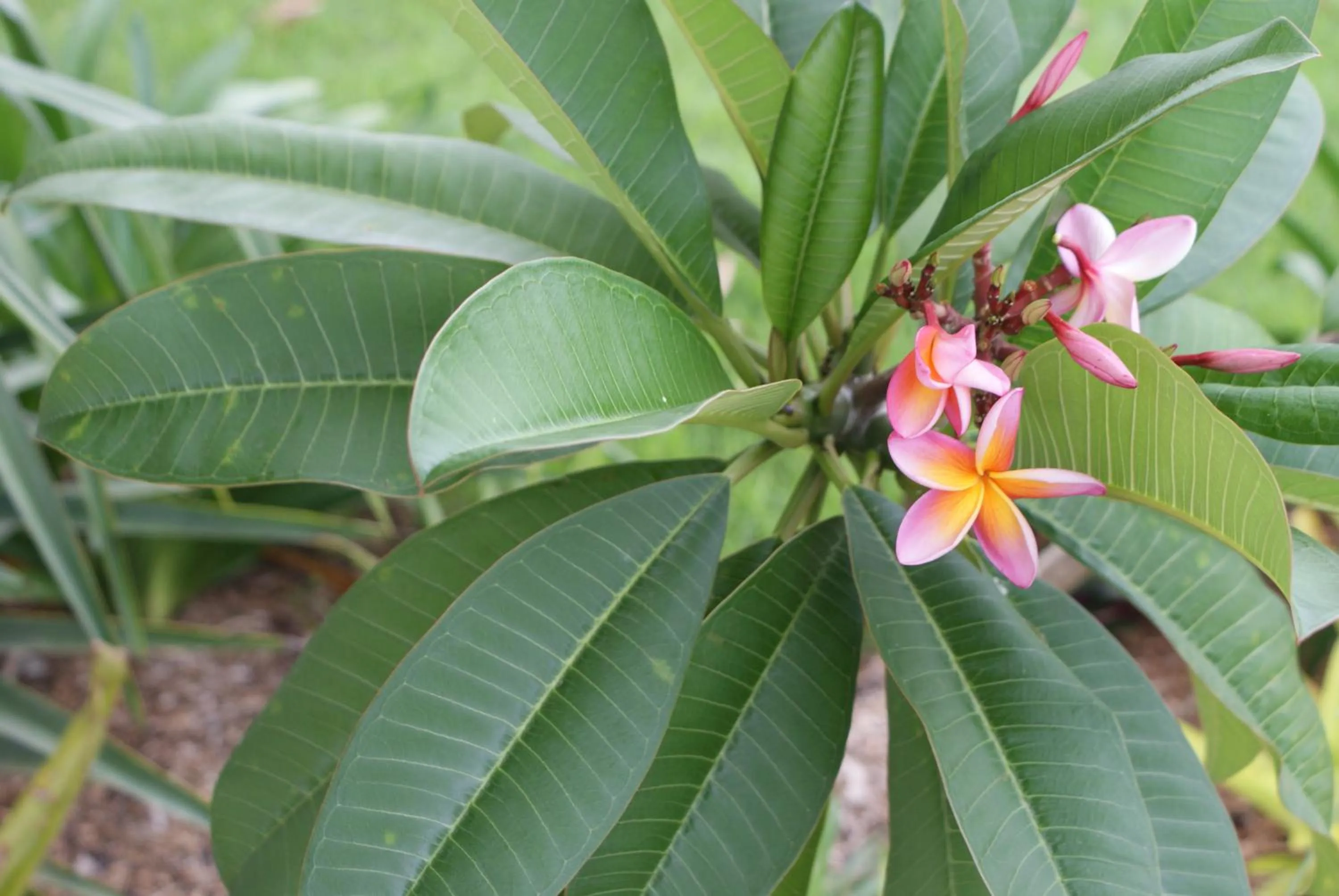 Decorative detail in Karuah Riverside Motel