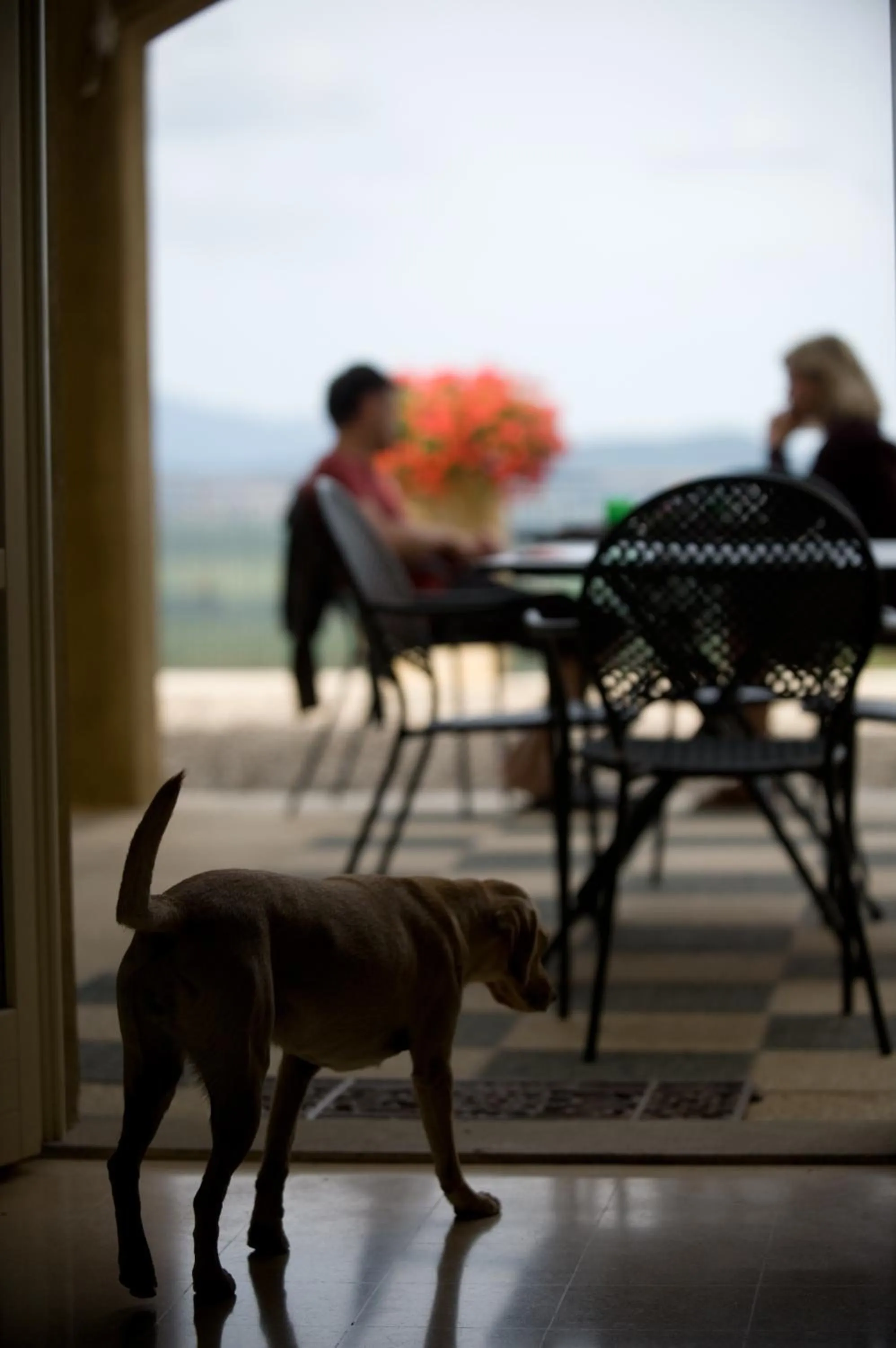 Pets in Tenuta il Sassone - Wine&Food