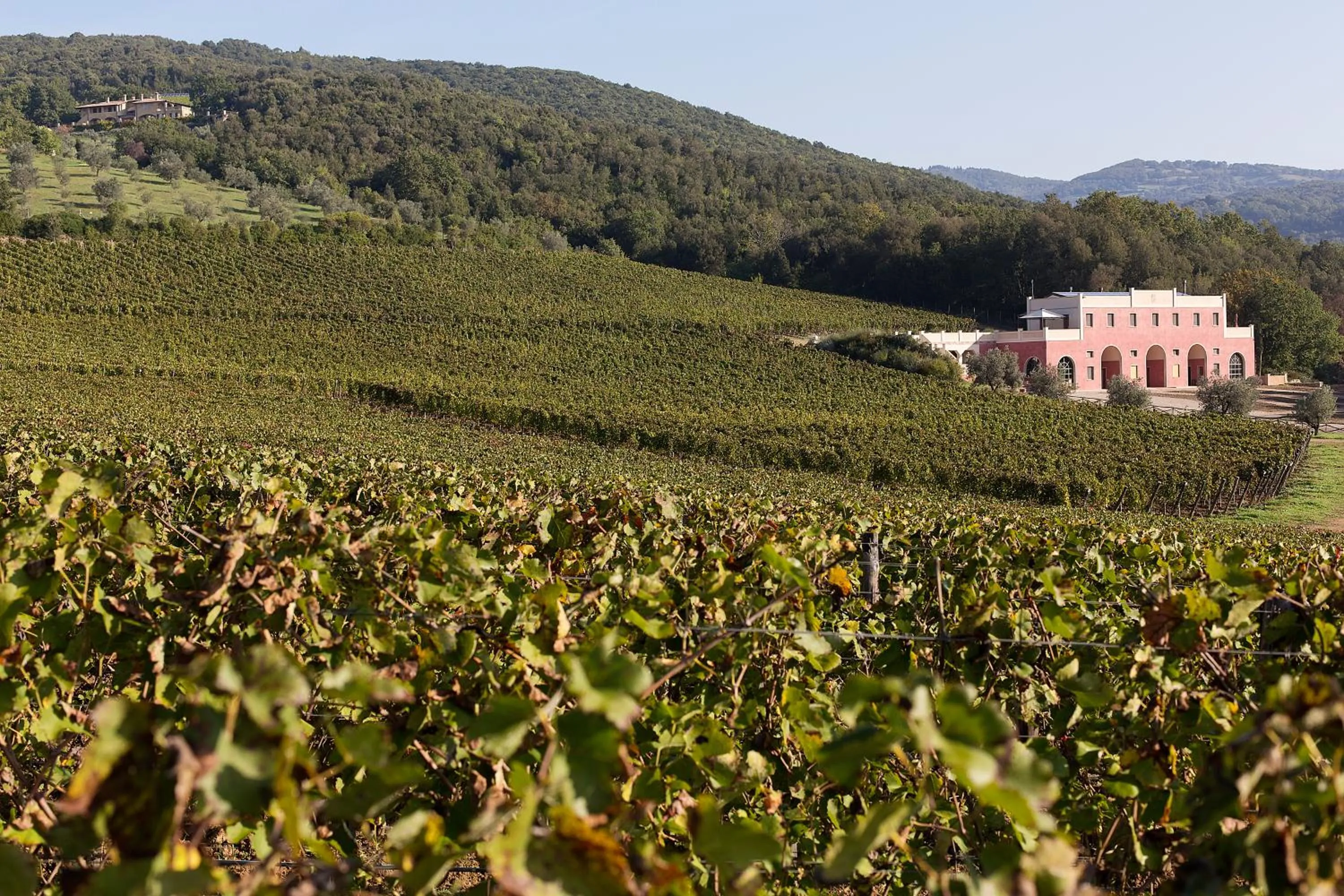 Natural landscape in Tenuta il Sassone - Wine&Food