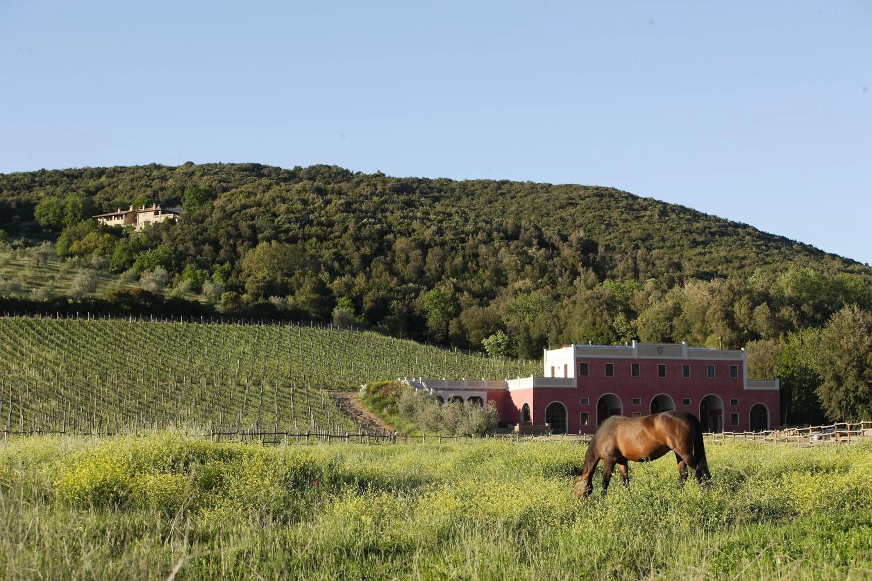 Natural landscape in Tenuta il Sassone - Wine&Food