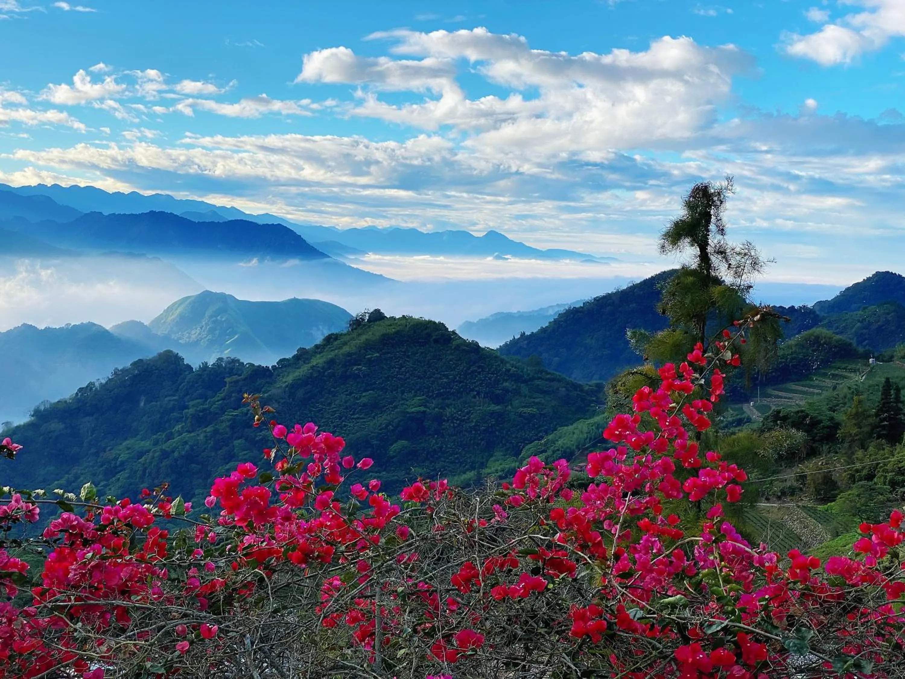 Alishan Tea Garden B&B