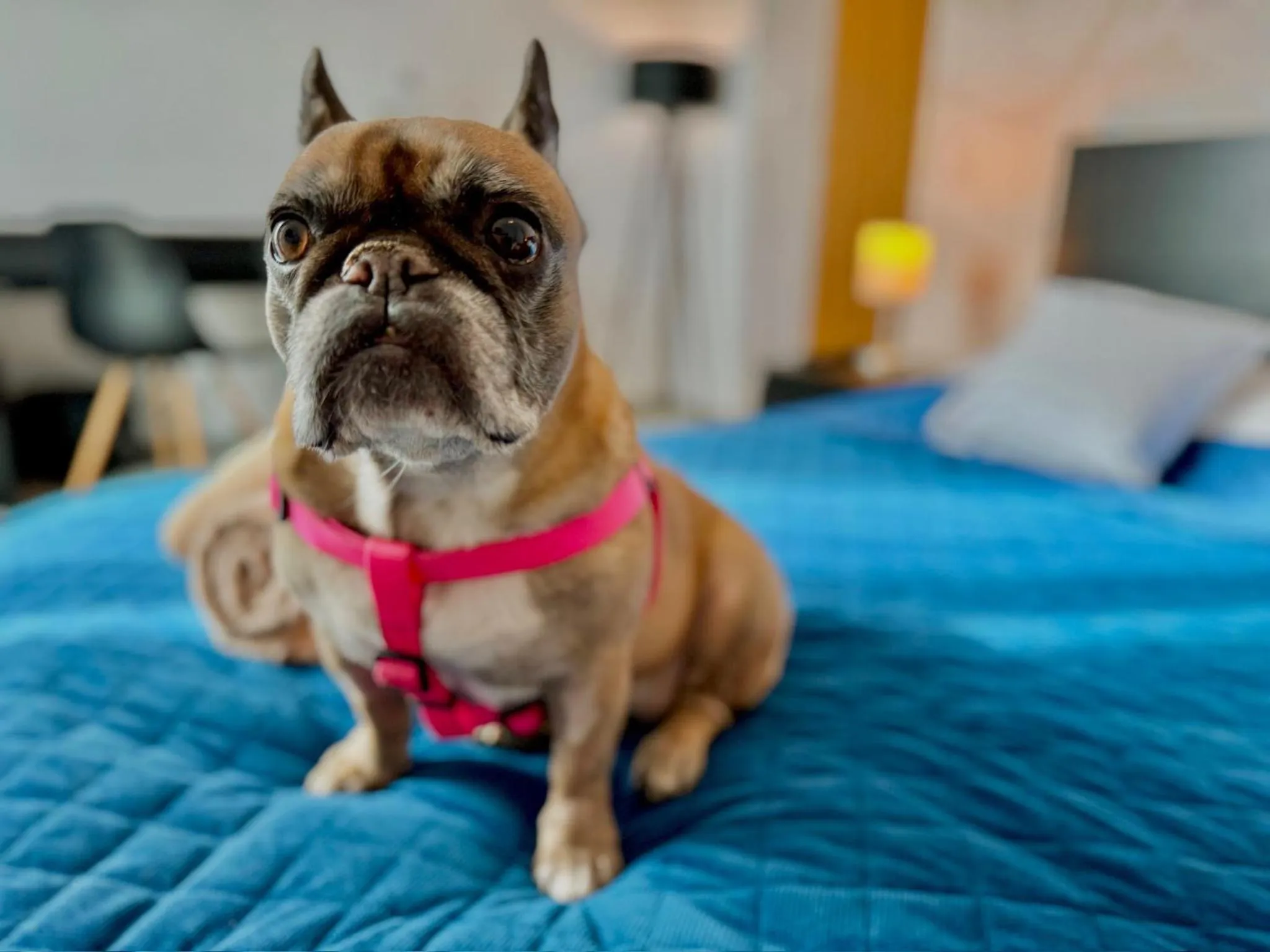 Photo of the whole room in Hotel Modena