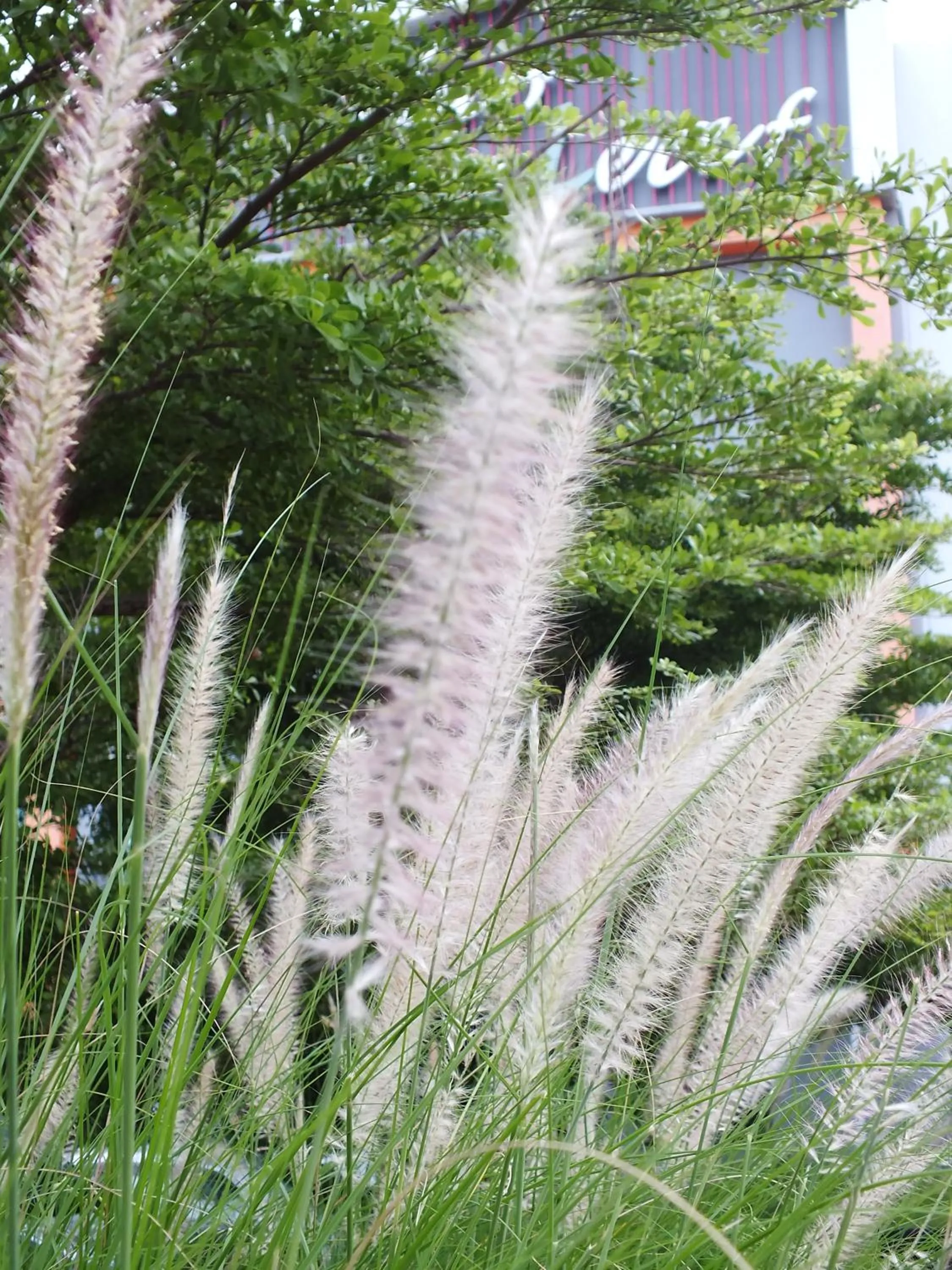 Garden view in Hub de Leaf @ Rayong