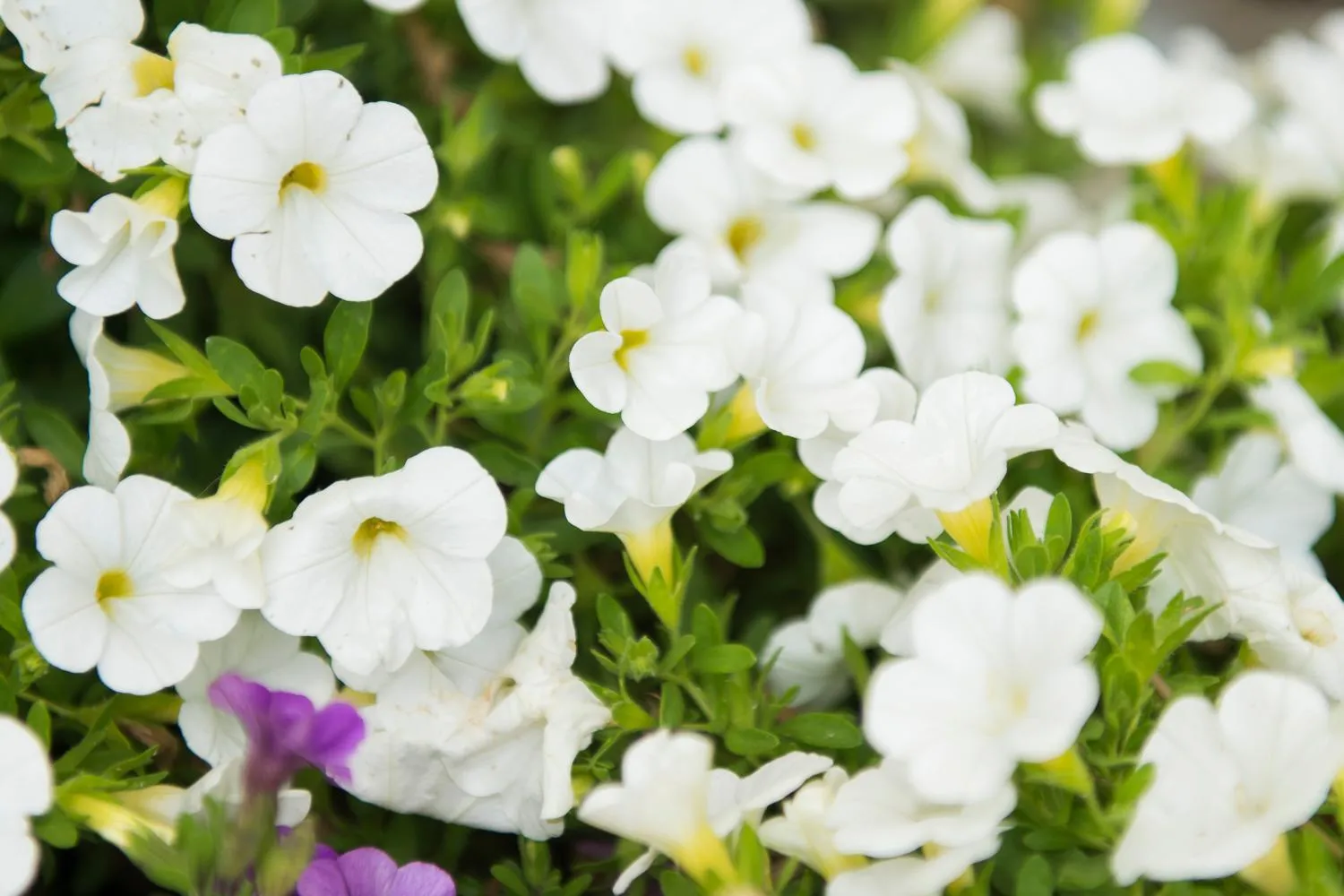 Casa Fiore Zandvoort