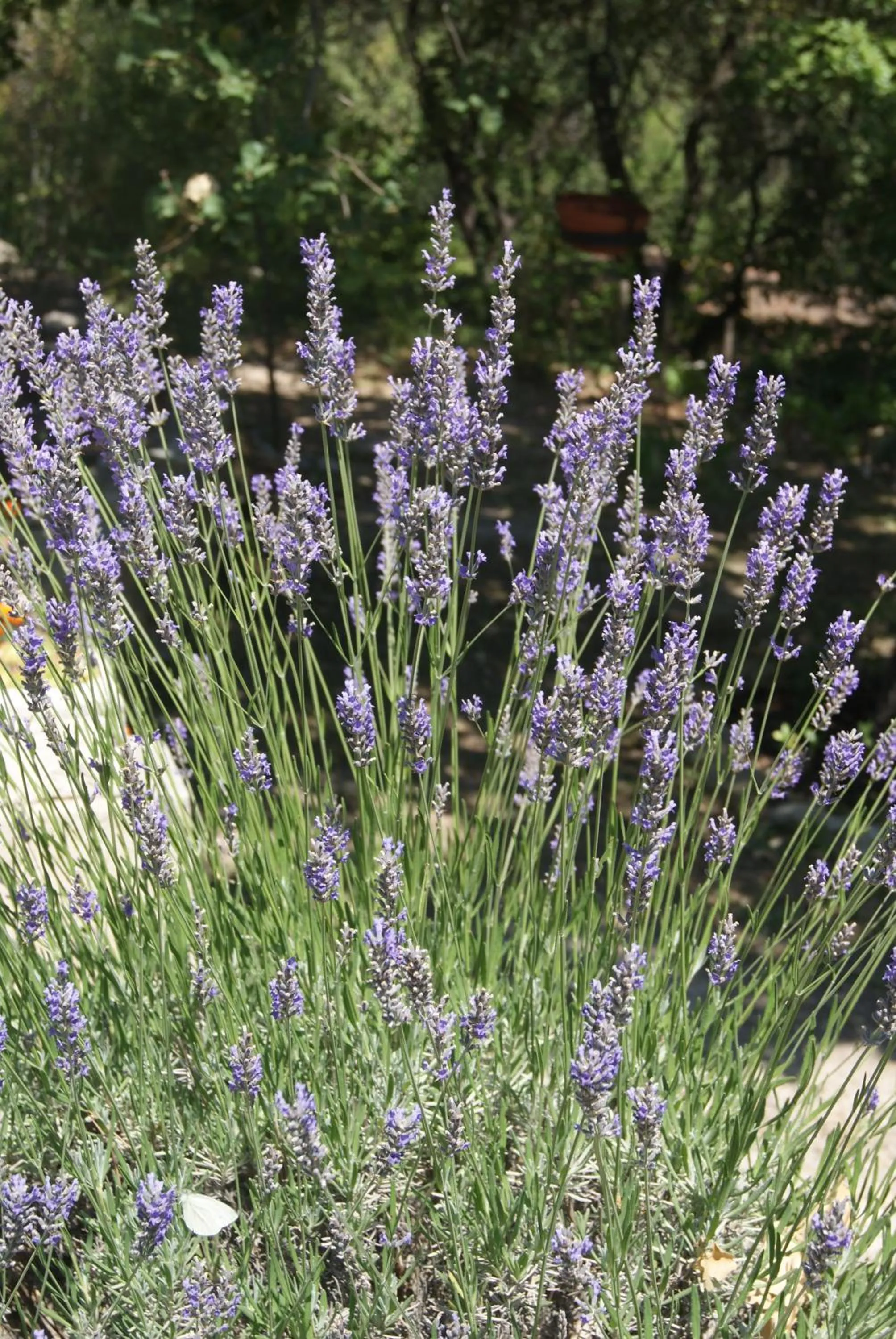 Garden view in Le Mas des Chênes