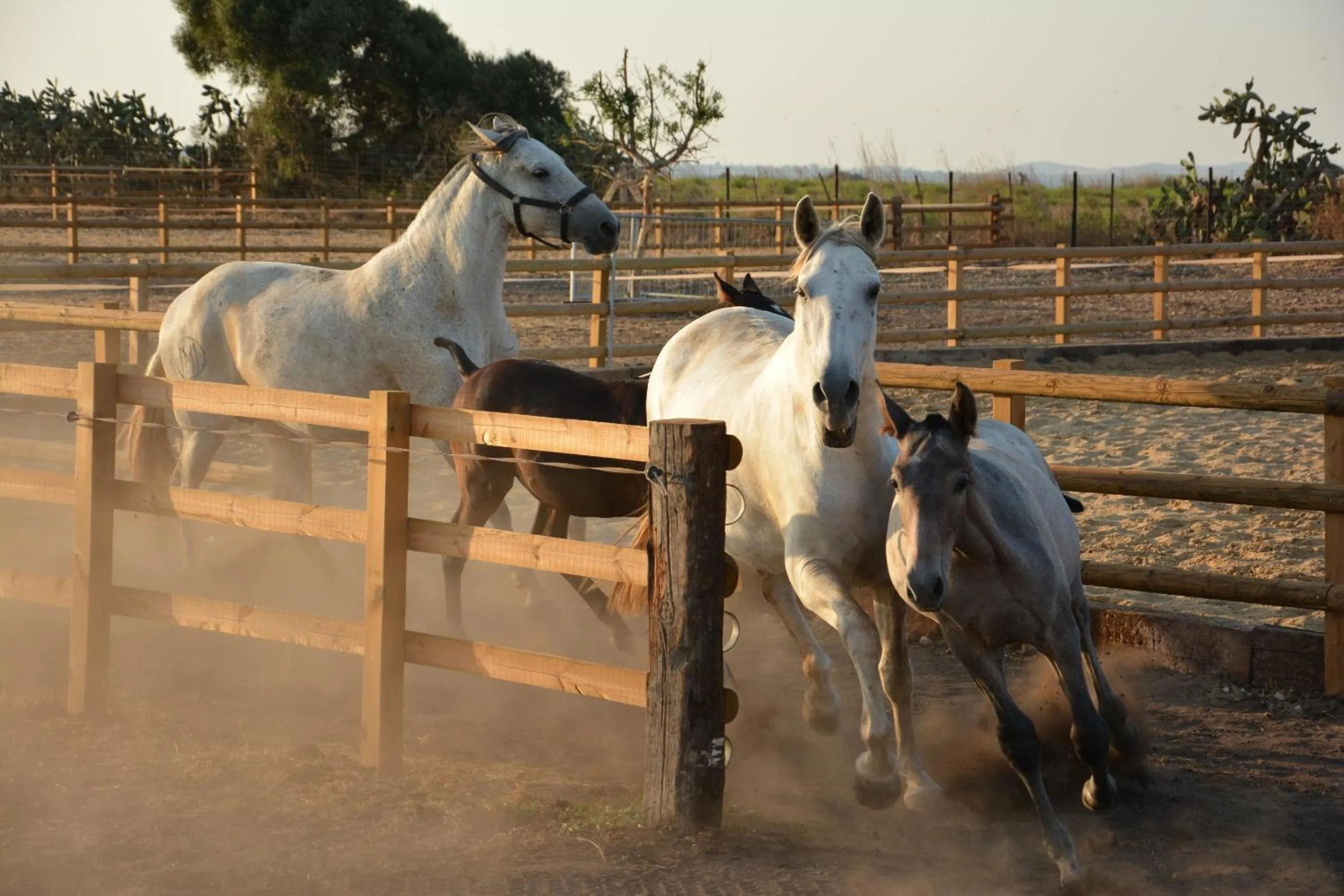 Horse-riding in Cortijo El Indiviso