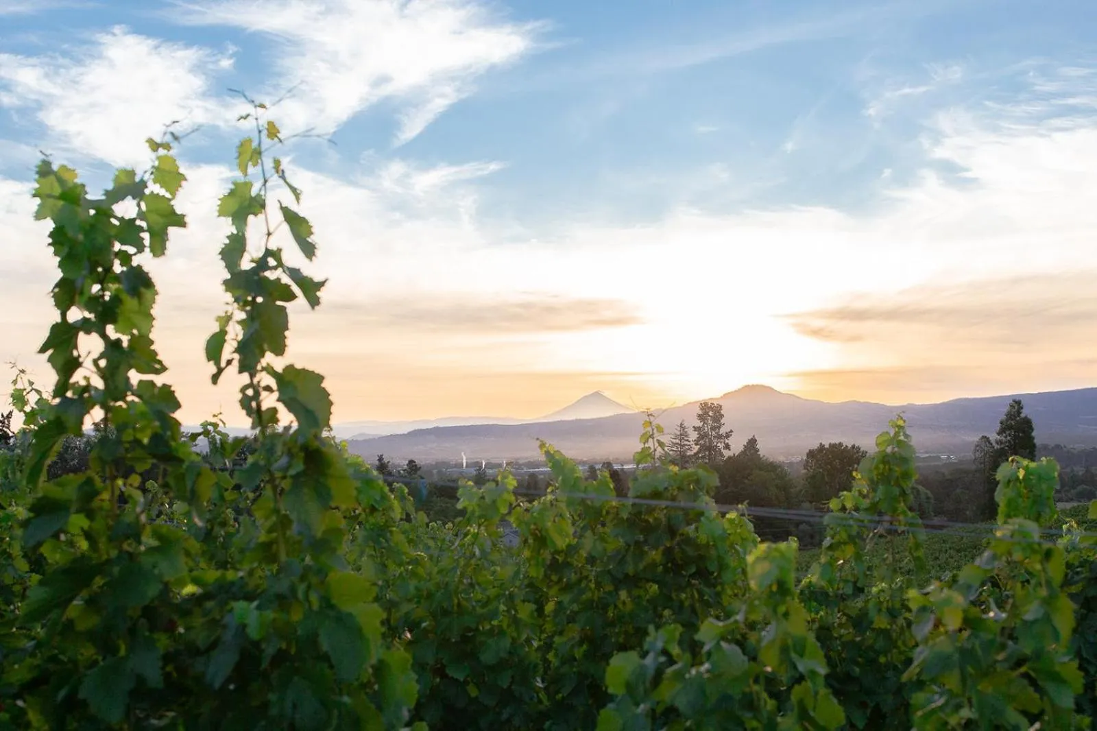 View (from property/room) in Hummingbird Estate
