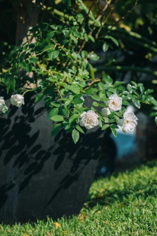 Garden in The Bohemian Guesthouse