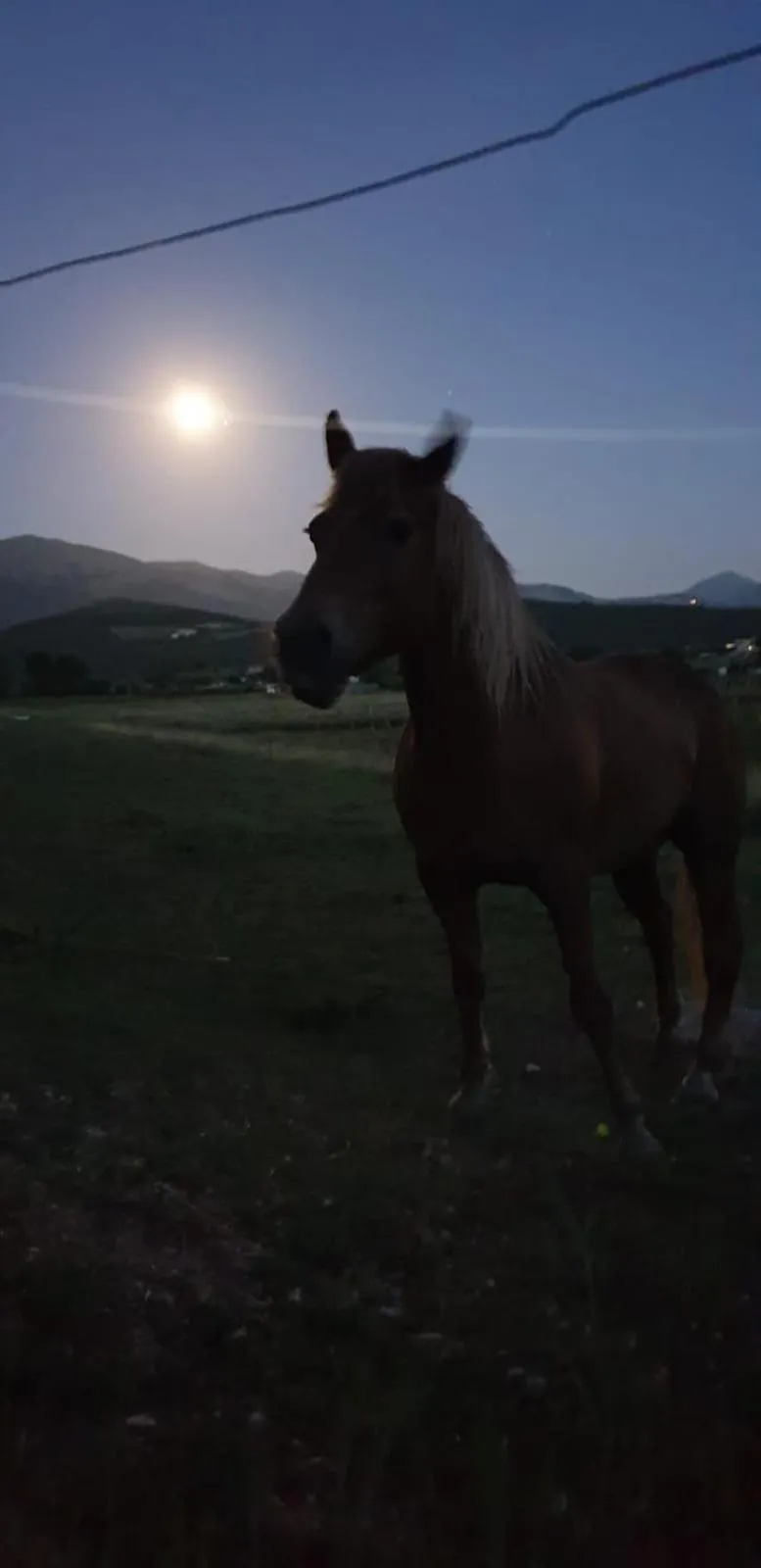 Pets in il casale san martino