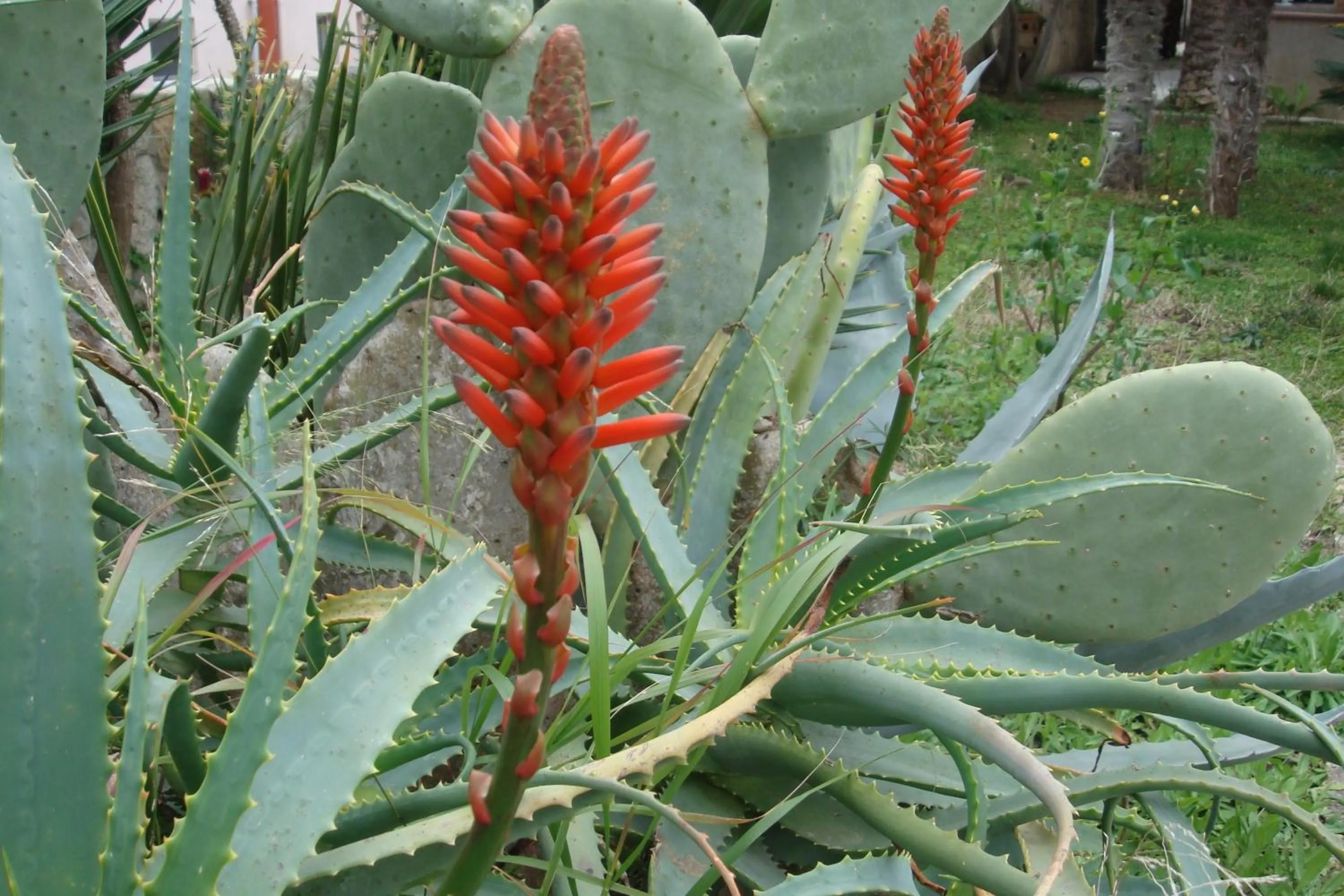 Garden in Hotel Pilalidis