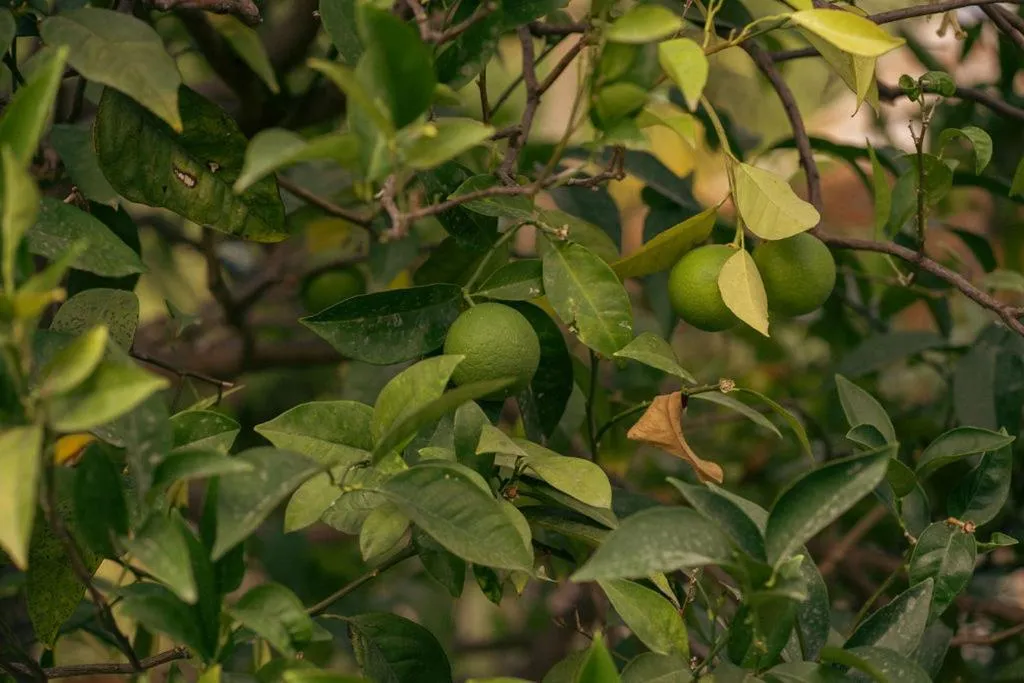 Garden view in Hotel Pilalidis
