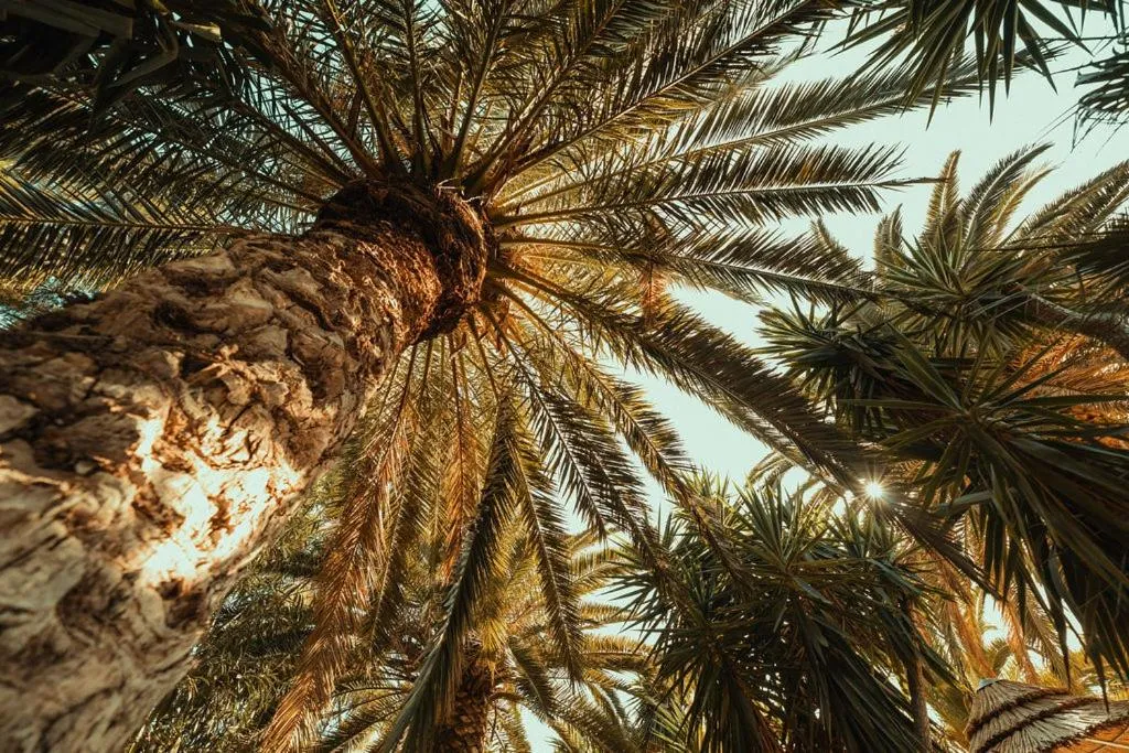 Natural landscape in Hotel Pilalidis