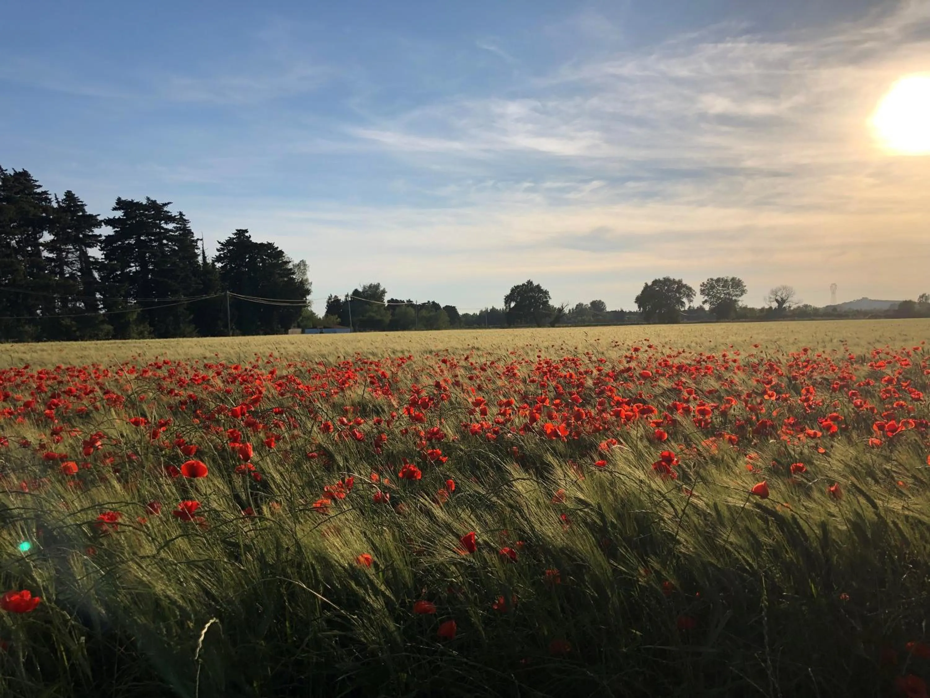 Spring in Le Mas de la Sorgue