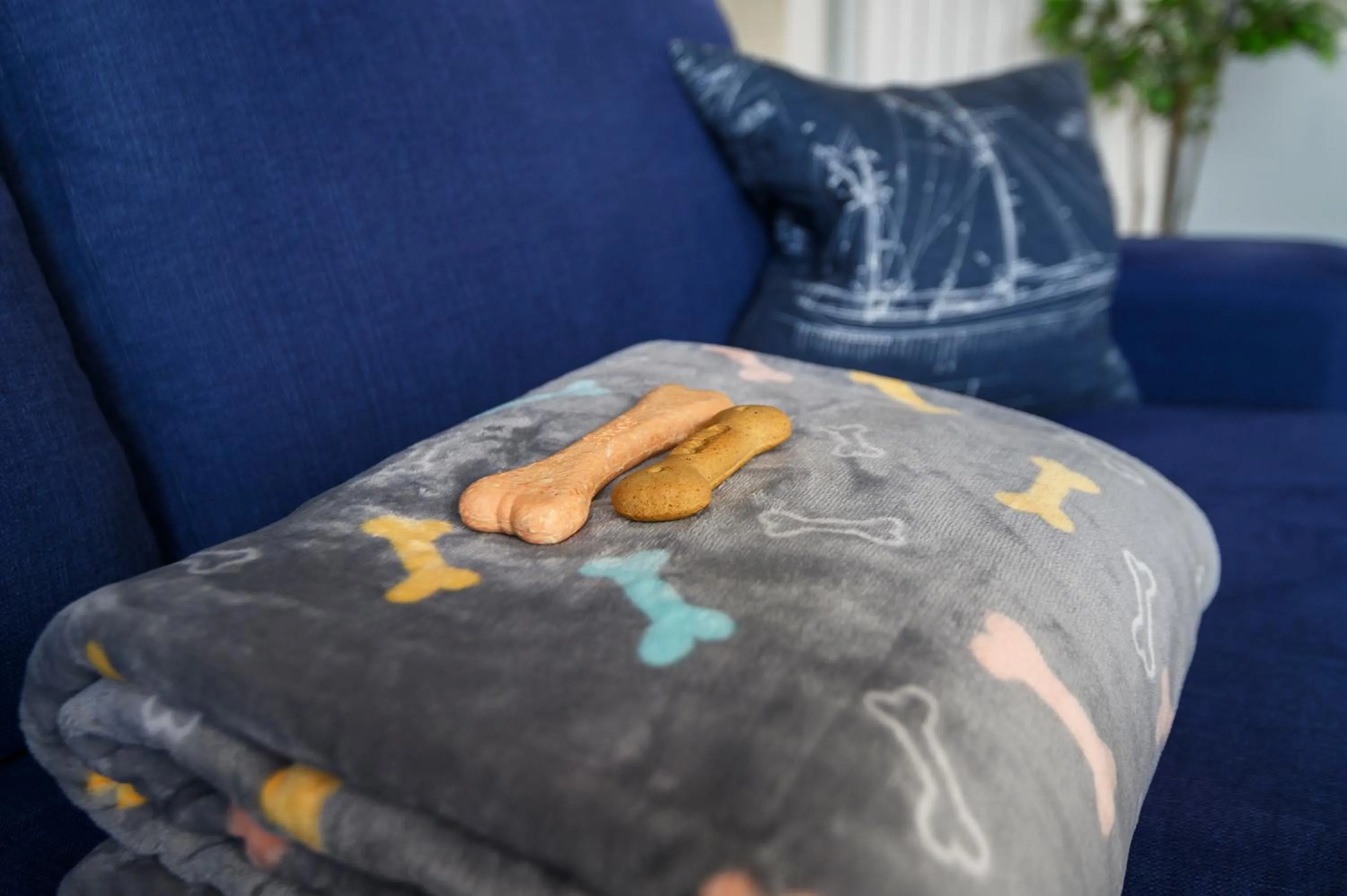 Pets, Bed in The Salt Lodge
