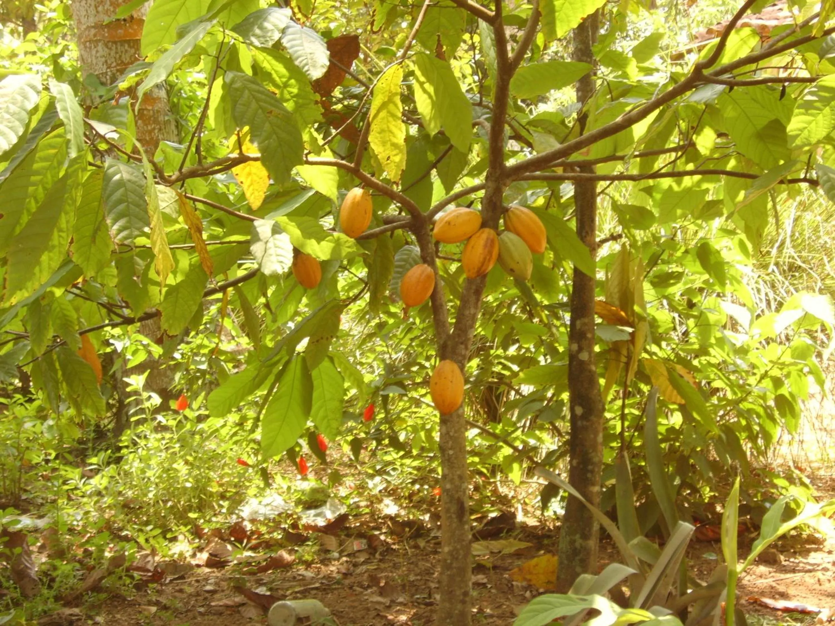 Pousada Lagoa do Cassange