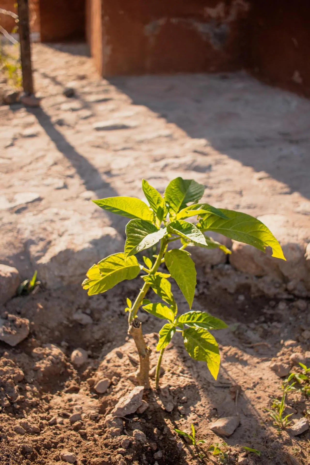 Allin Illary Eco Hospedaje