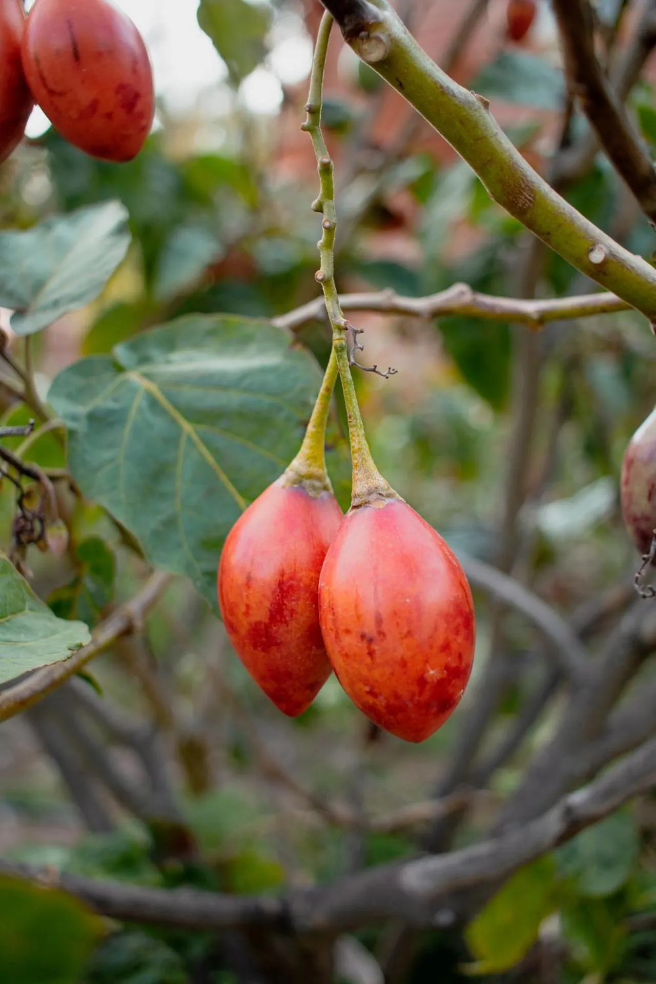 Allin Illary Eco Hospedaje