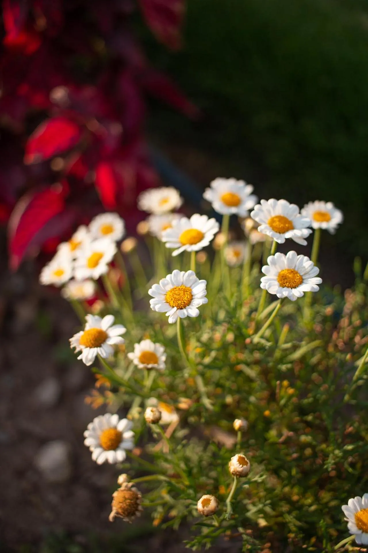 Allin Illary Eco Hospedaje