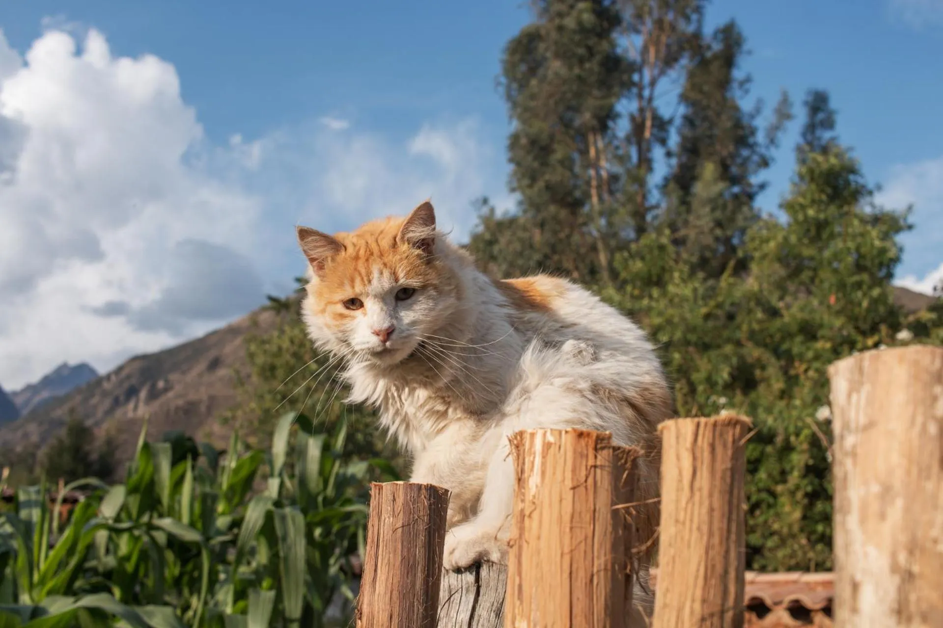 Allin Illary Eco Hospedaje