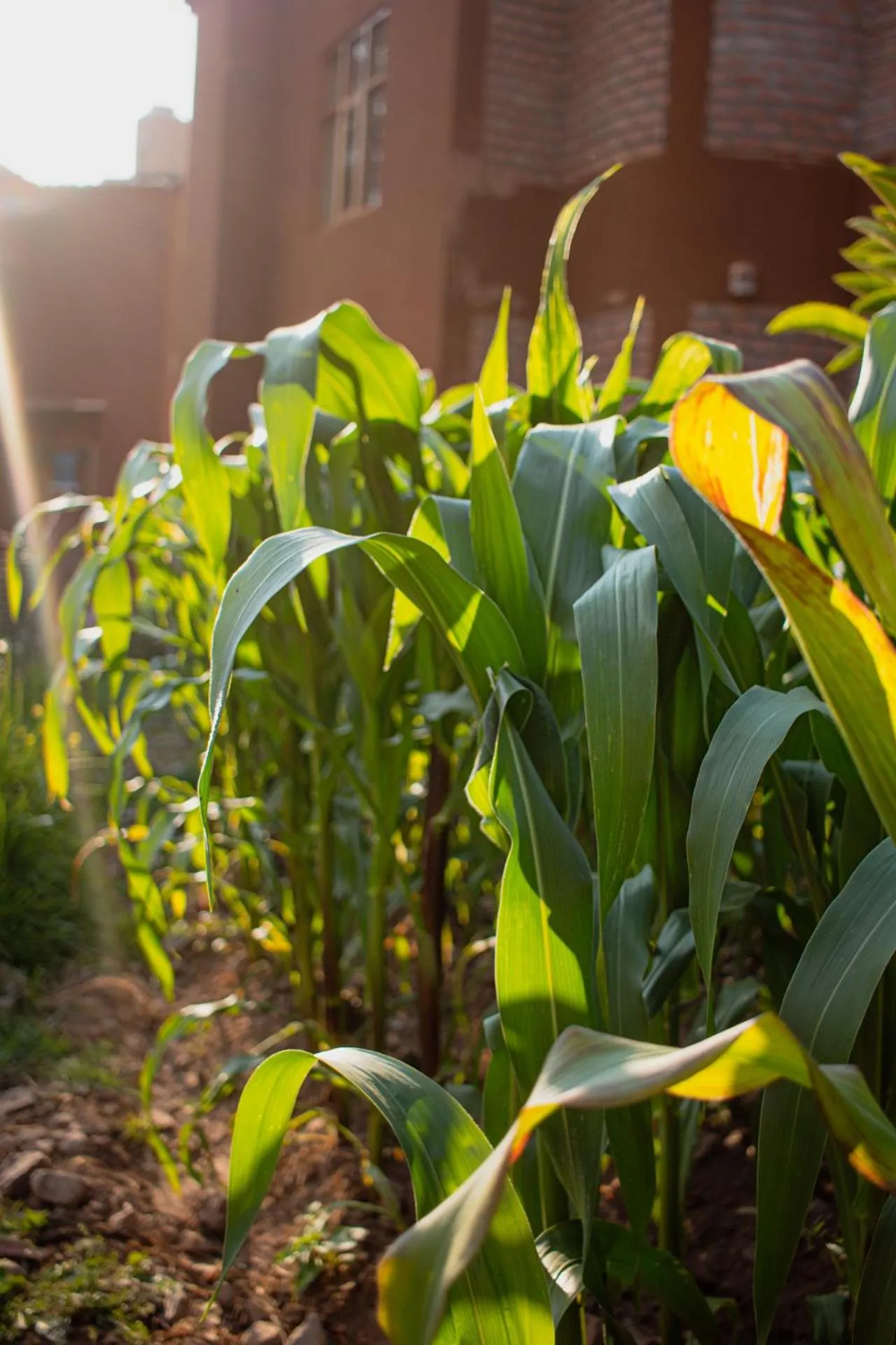 Allin Illary Eco Hospedaje