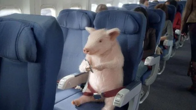 Pets in St Francis Resort