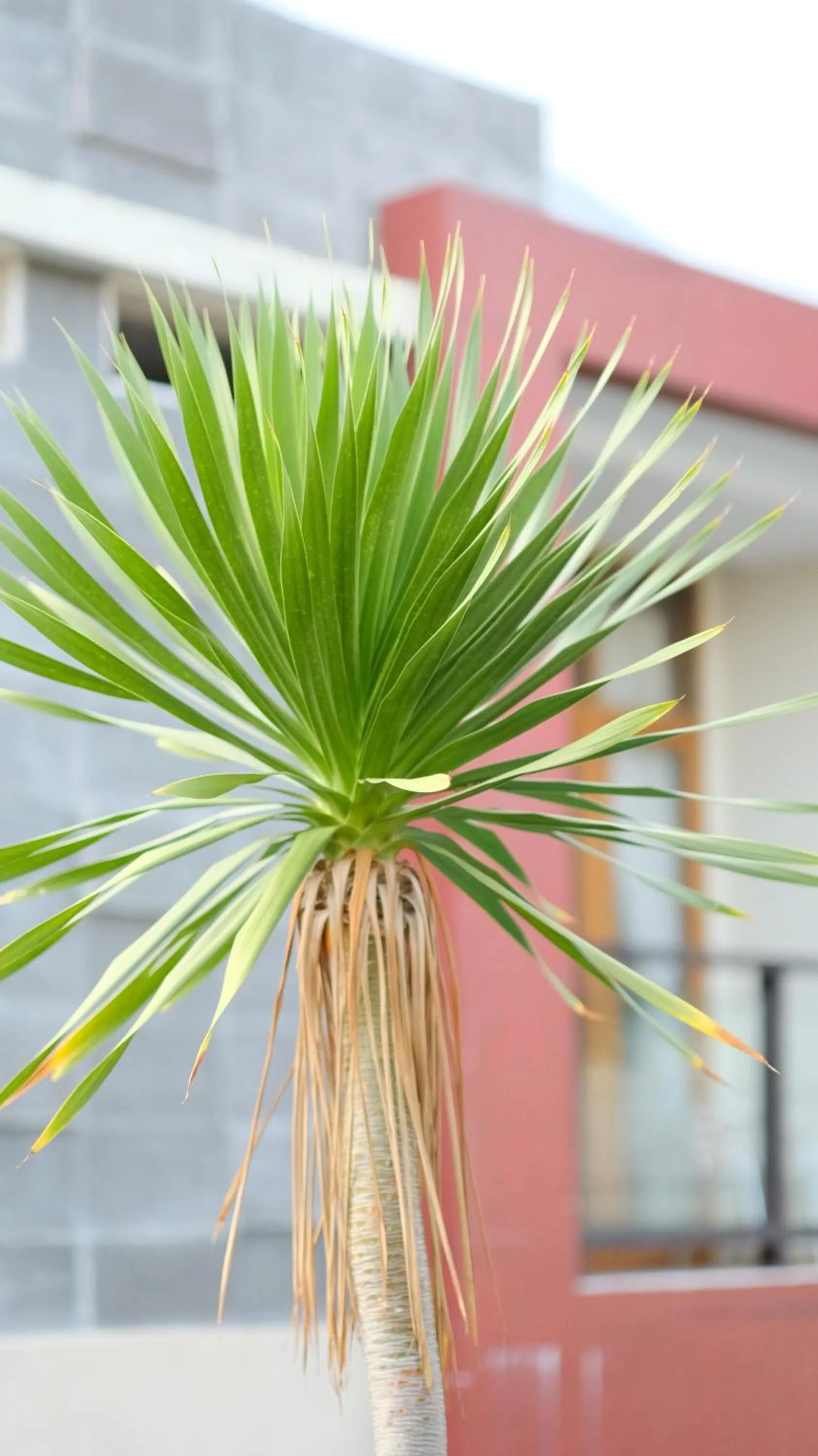 Property building in griya desa hotel & pool