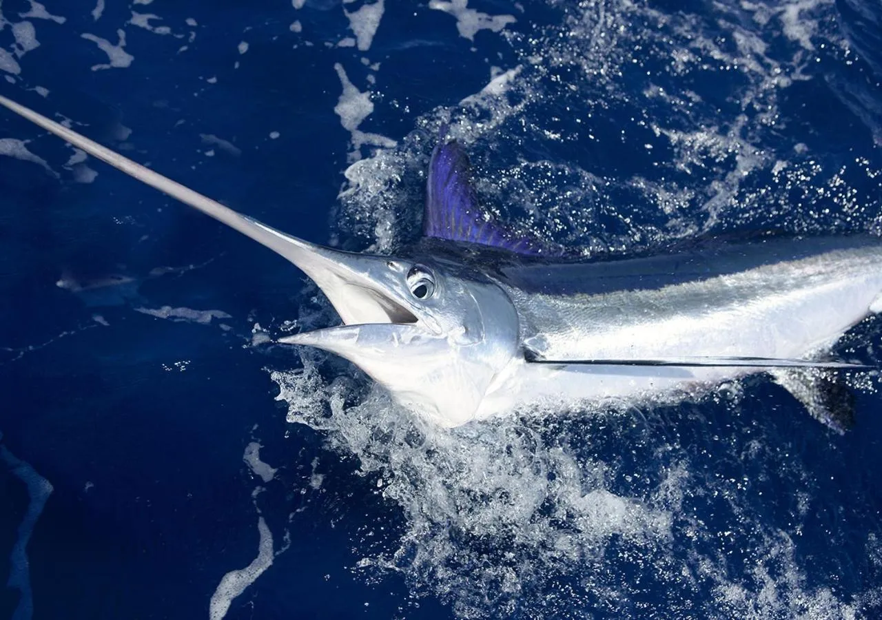 Fishing in Fazenda Eco-Jardim