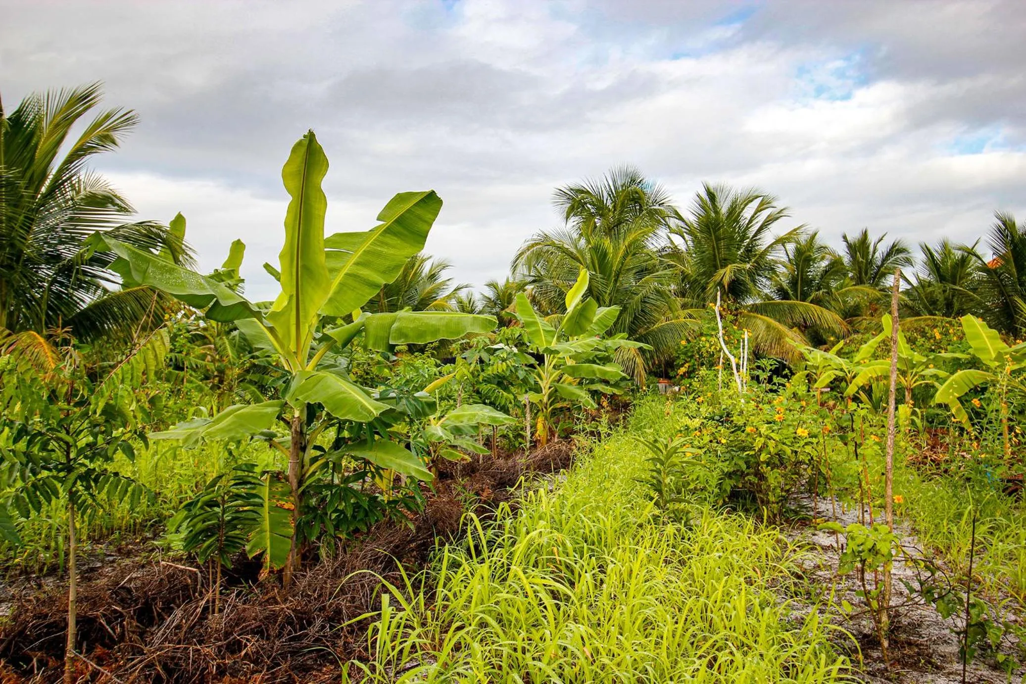 Natural landscape in Fazenda Eco-Jardim