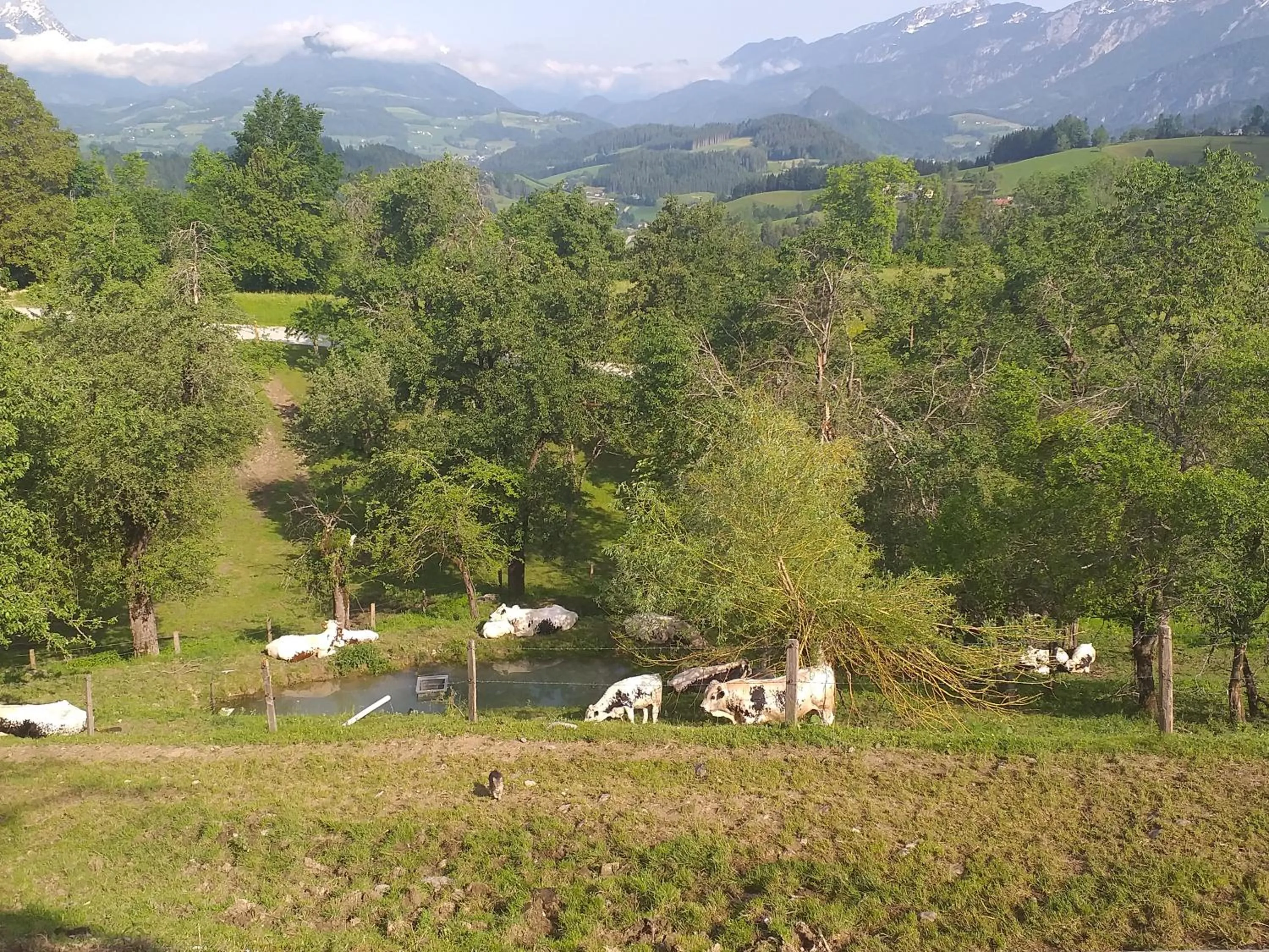Animals in Landhotel Oberwengerhof