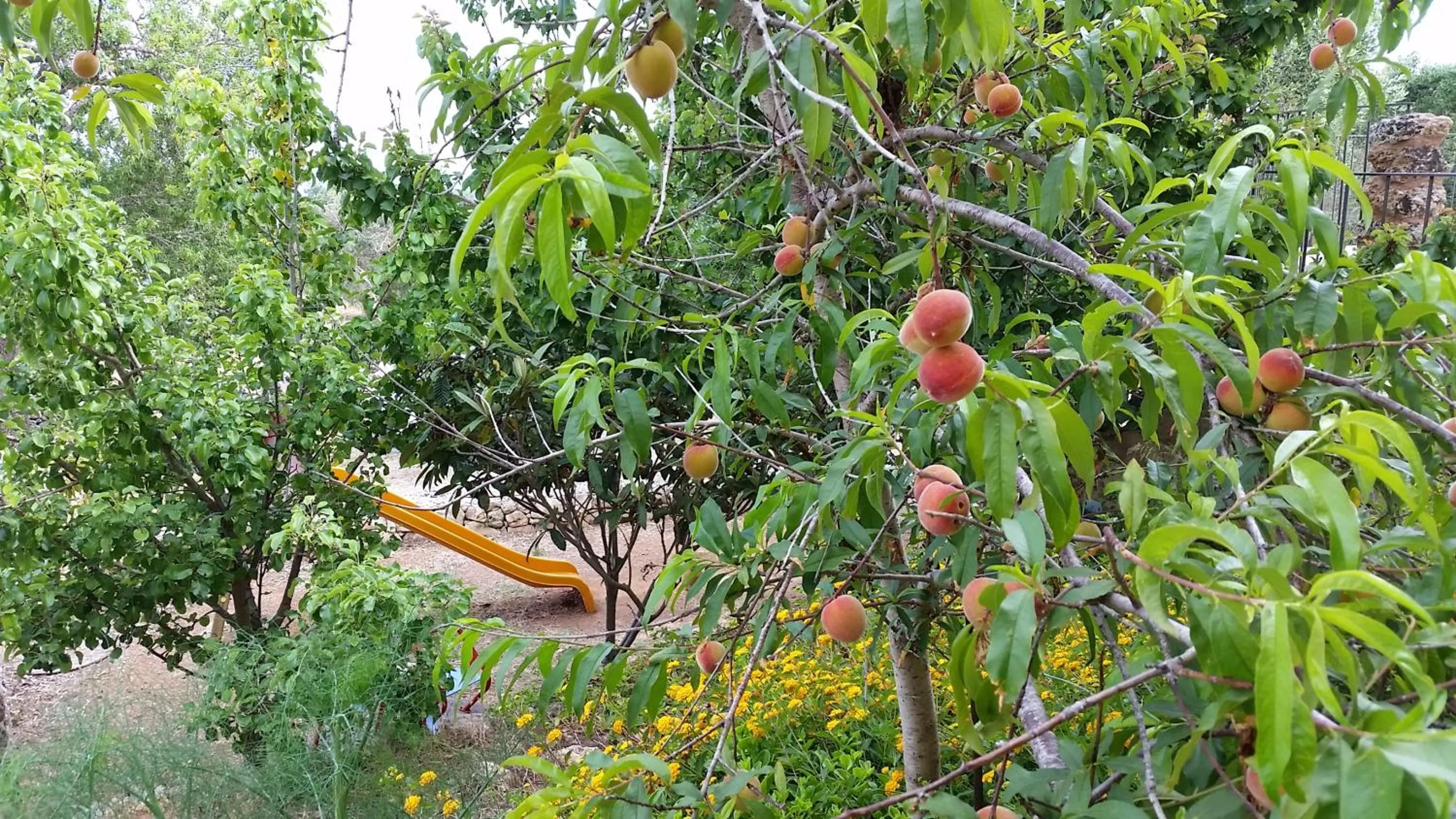 Day in Masseria Ruri Pulcra