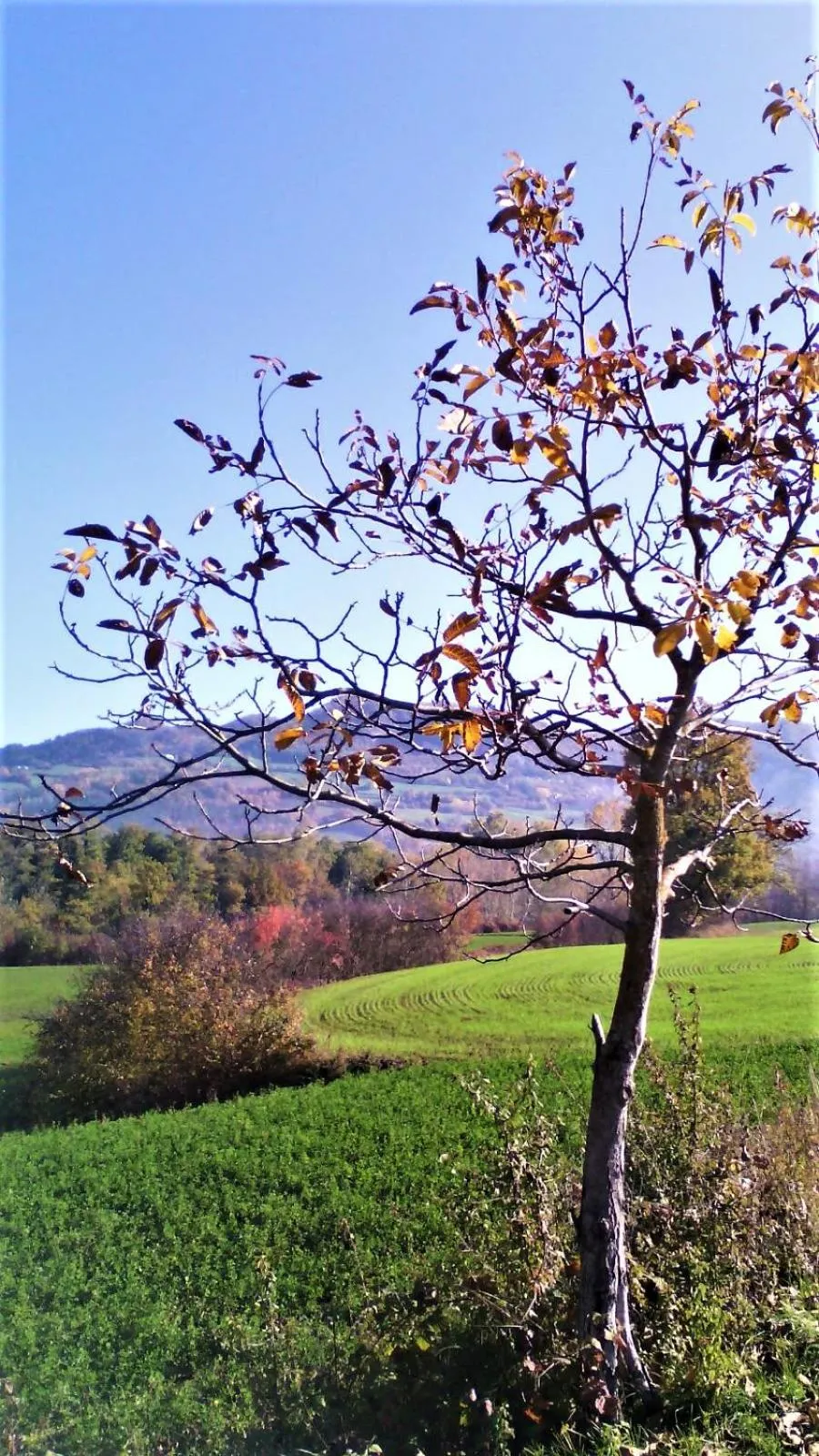 Natural landscape in Timo e Rosmarino