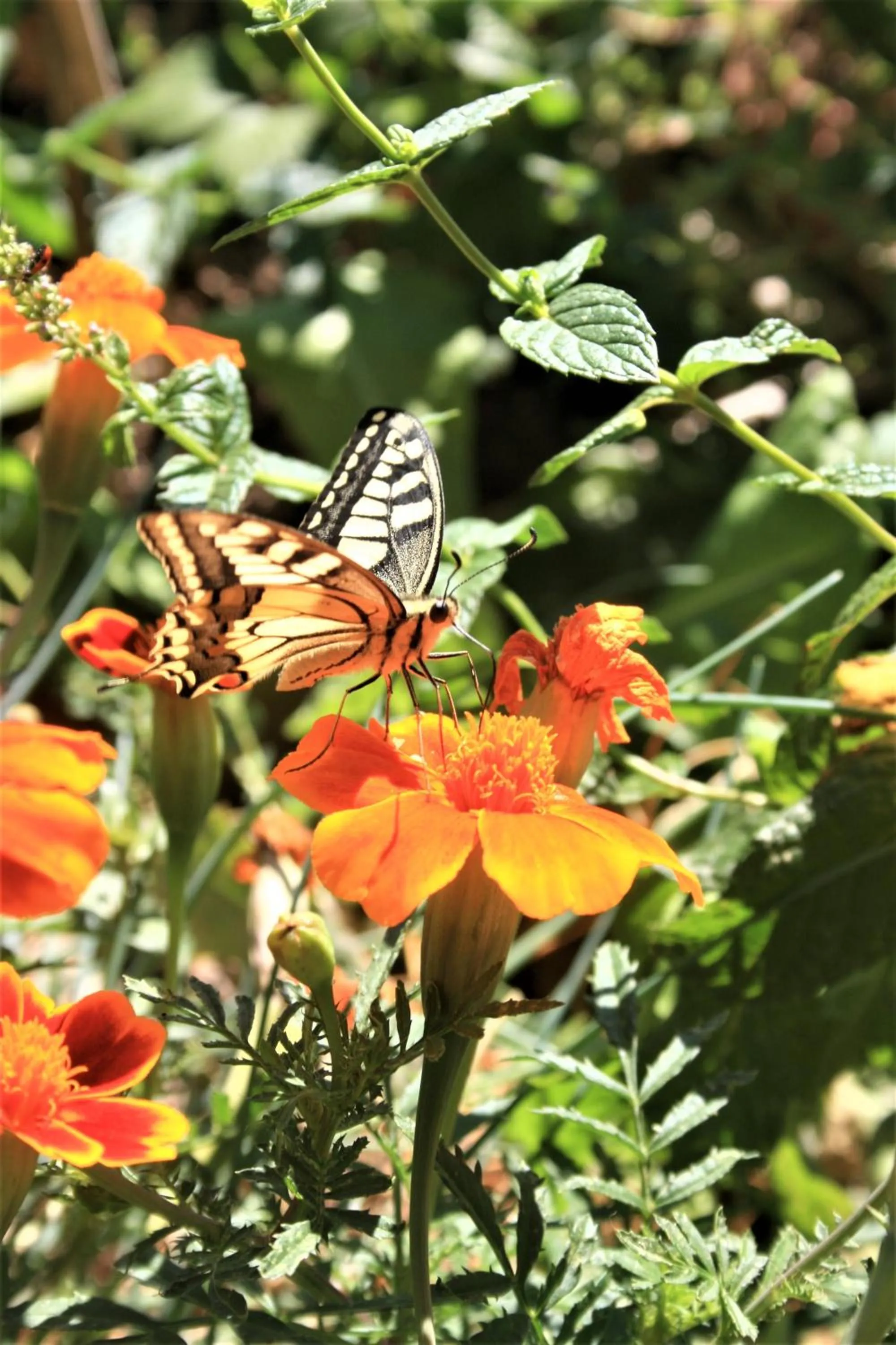Garden in Timo e Rosmarino