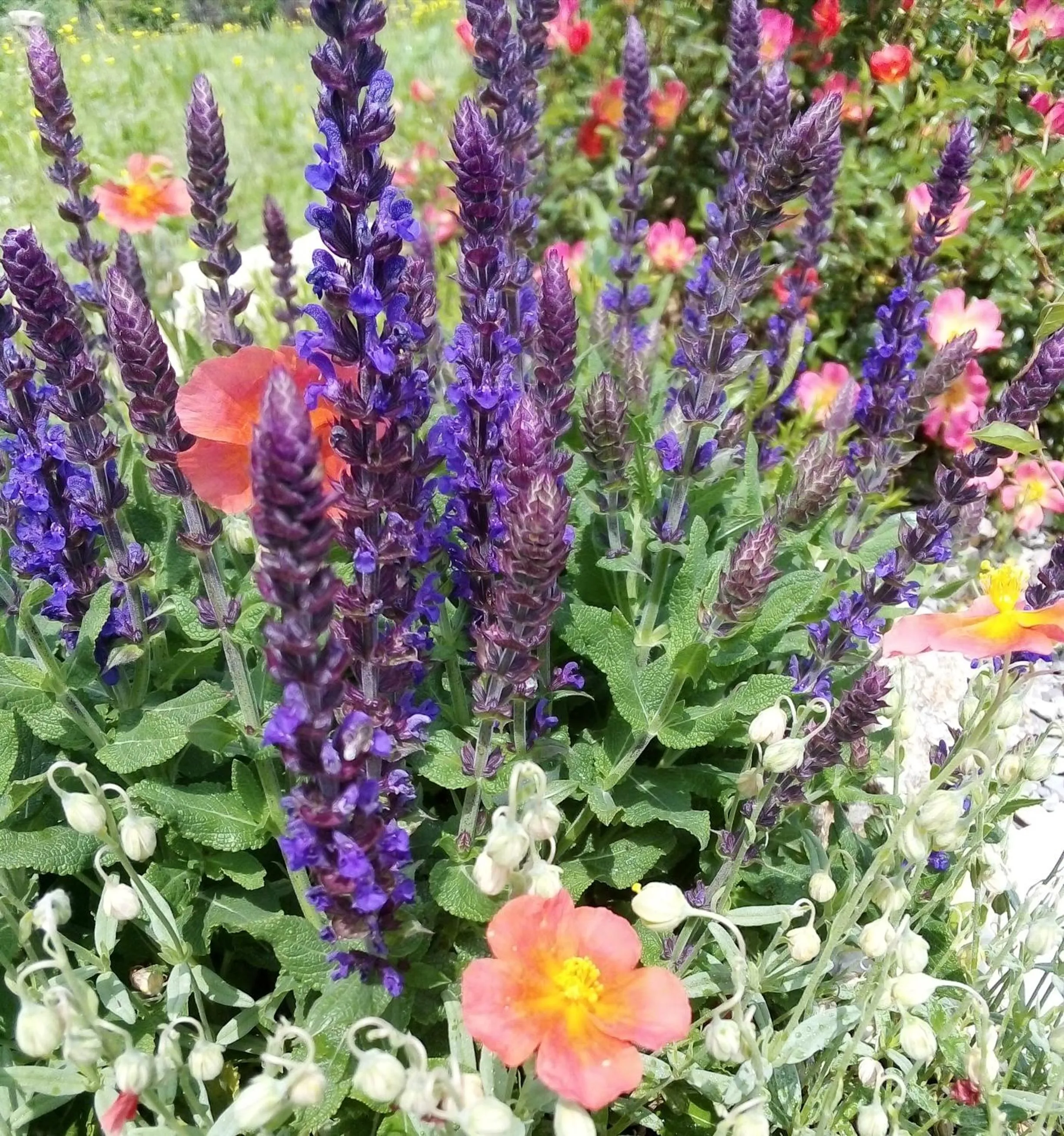 Garden in Timo e Rosmarino