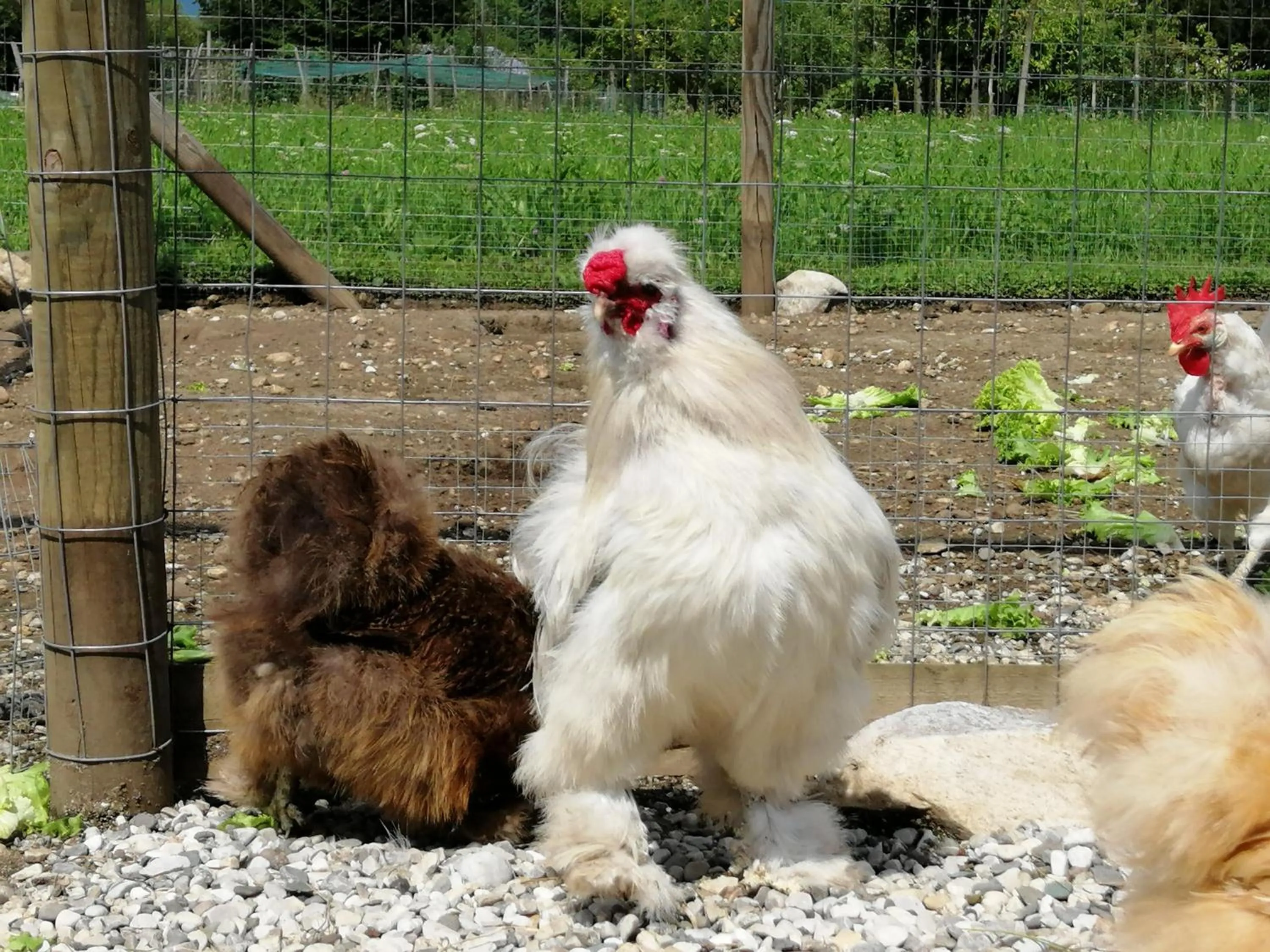 Animals in B&B La casa di Loretta