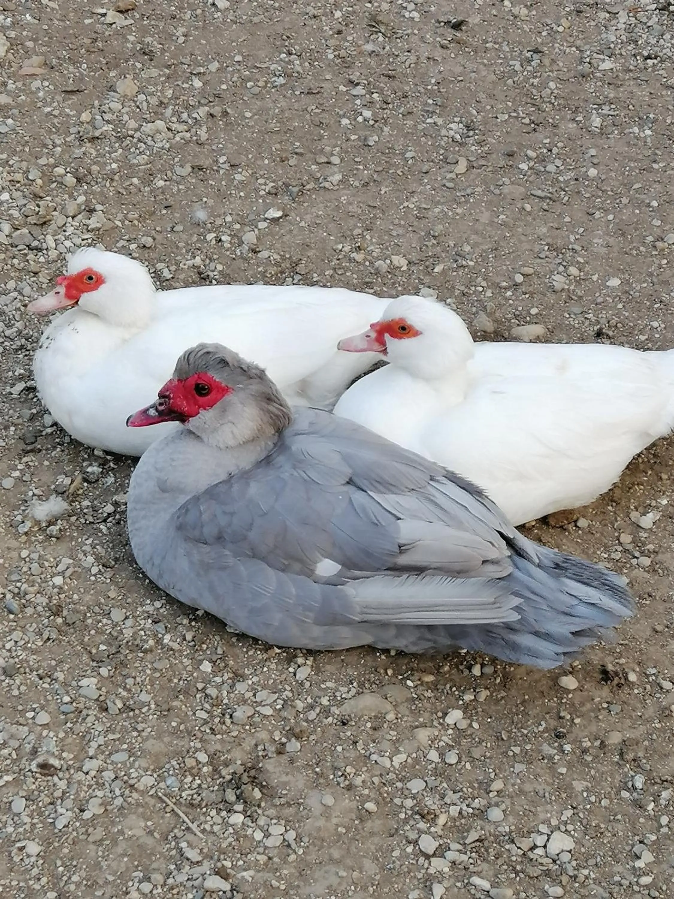 B&B La casa di Loretta