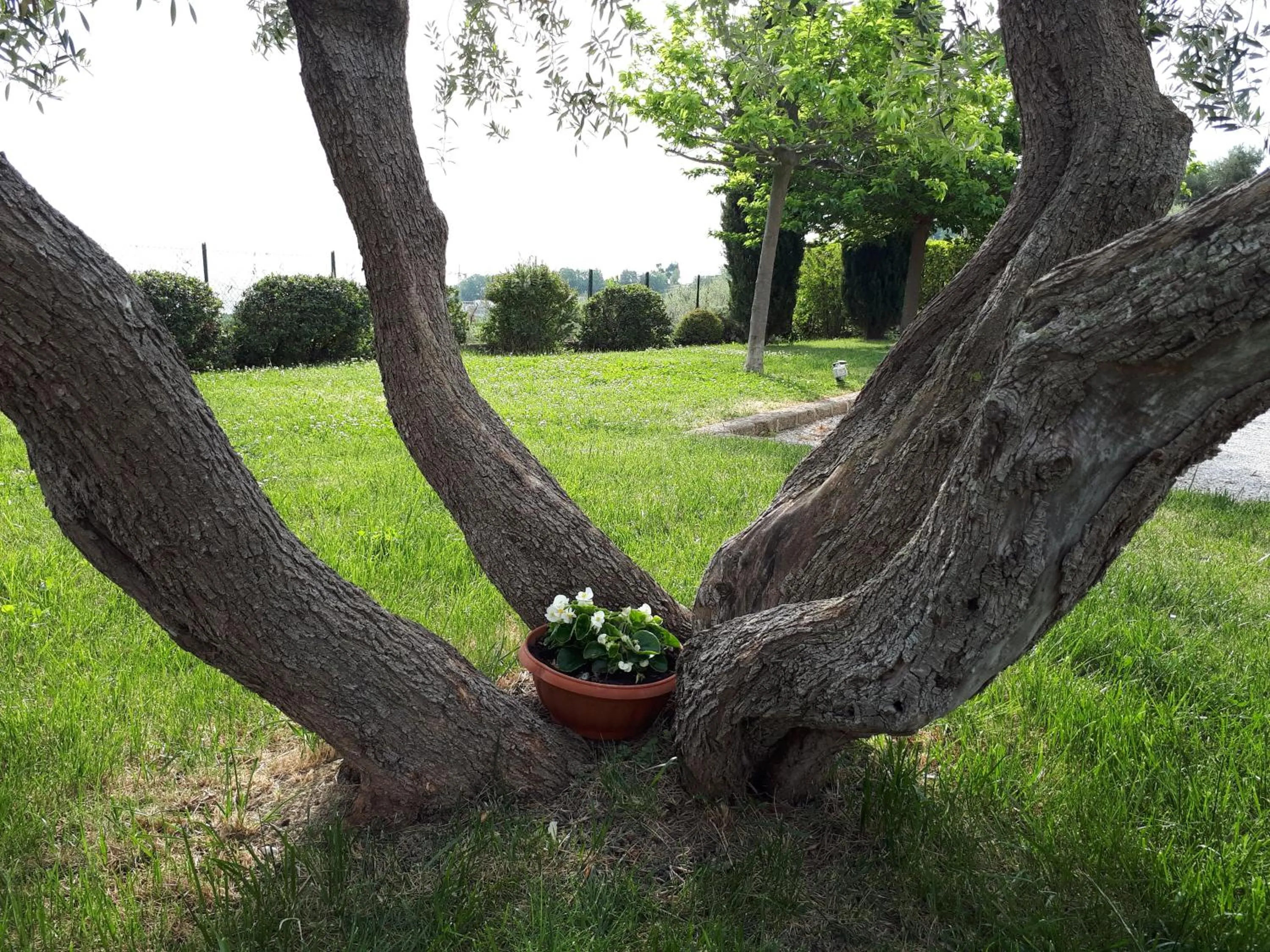 Garden in Cumana Blu Apartments